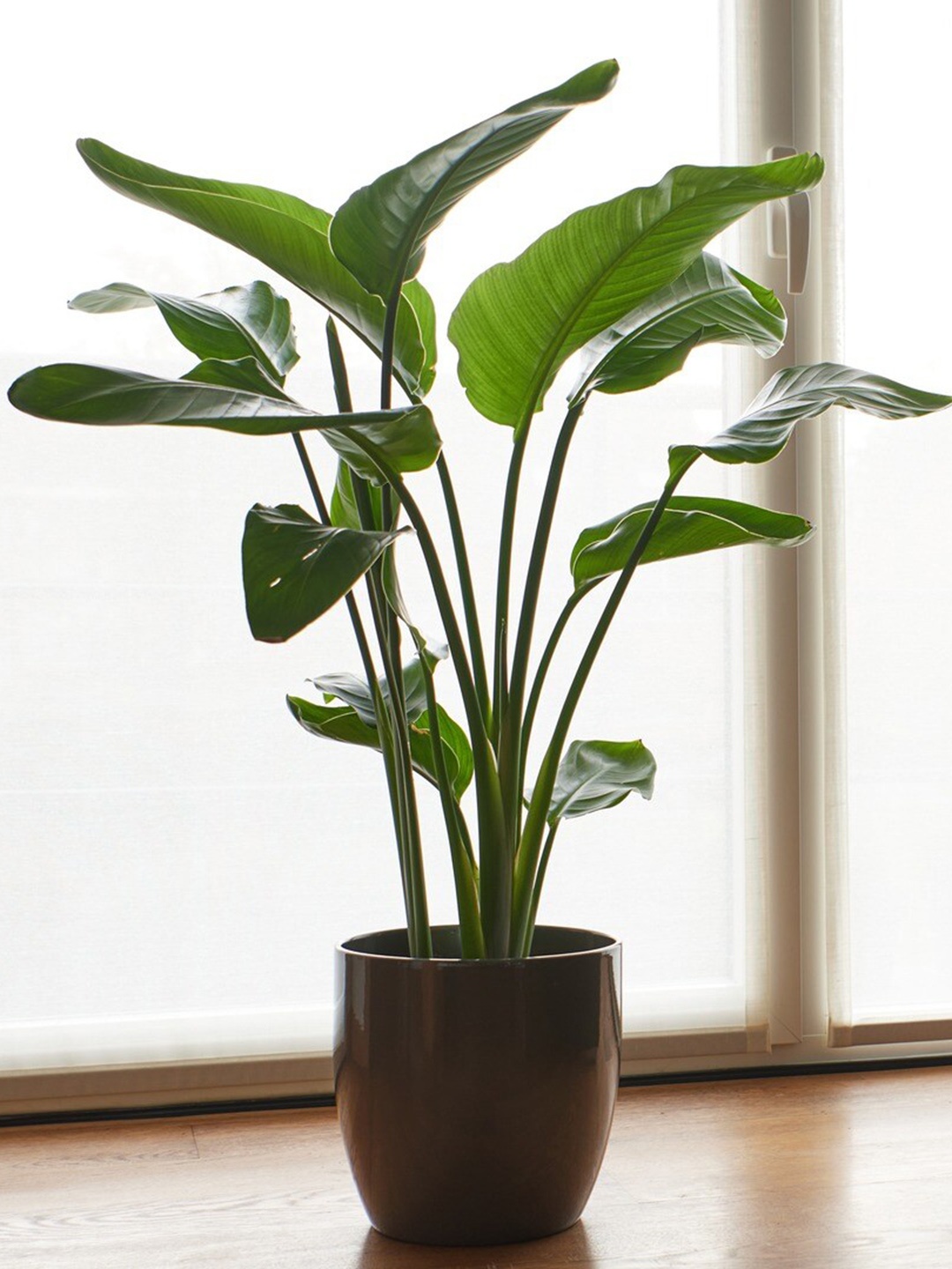 

Studio Seed Outdoor Seed Bird of Paradise Live Plant, Green