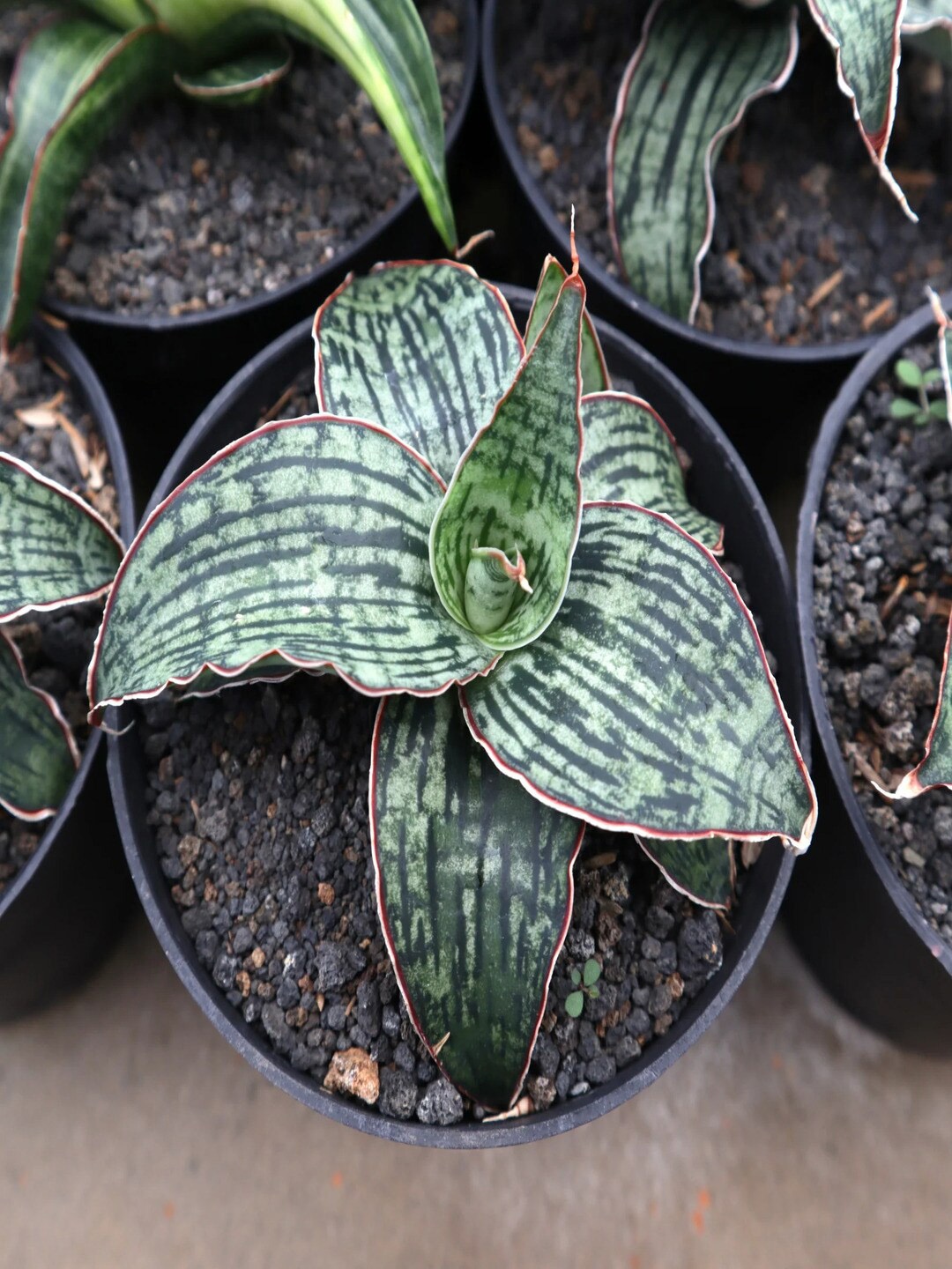 

Studio Seed Outdoor Sansevieria Cleopatra Live Plant, Green