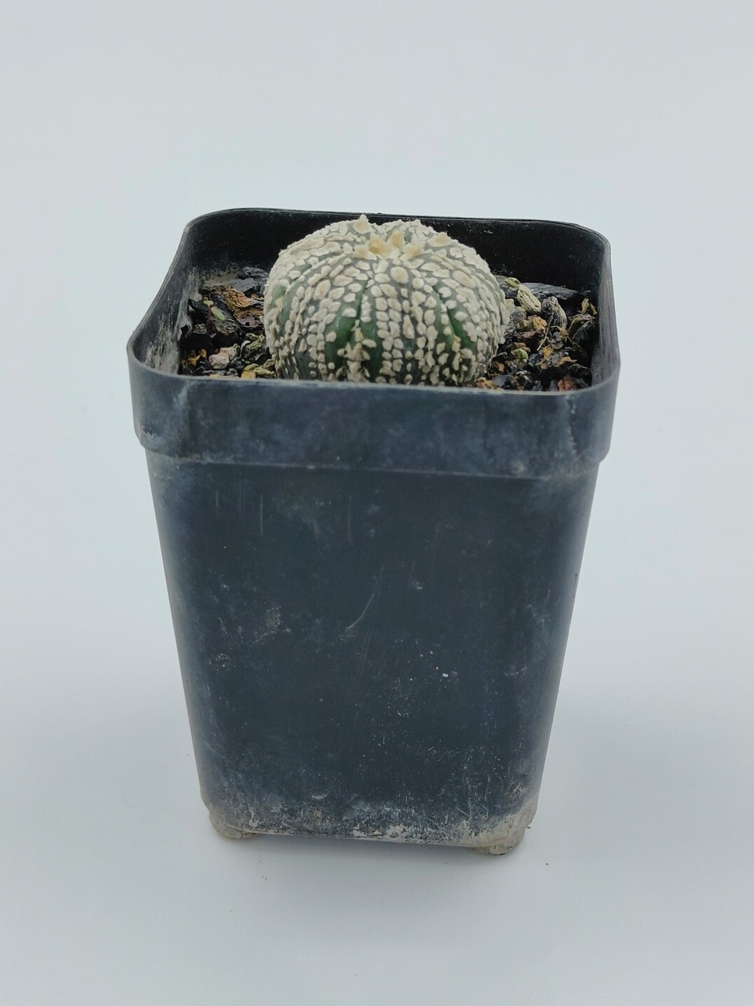 

Studio Seed Outdoor Astrophytum Live Plant, Green