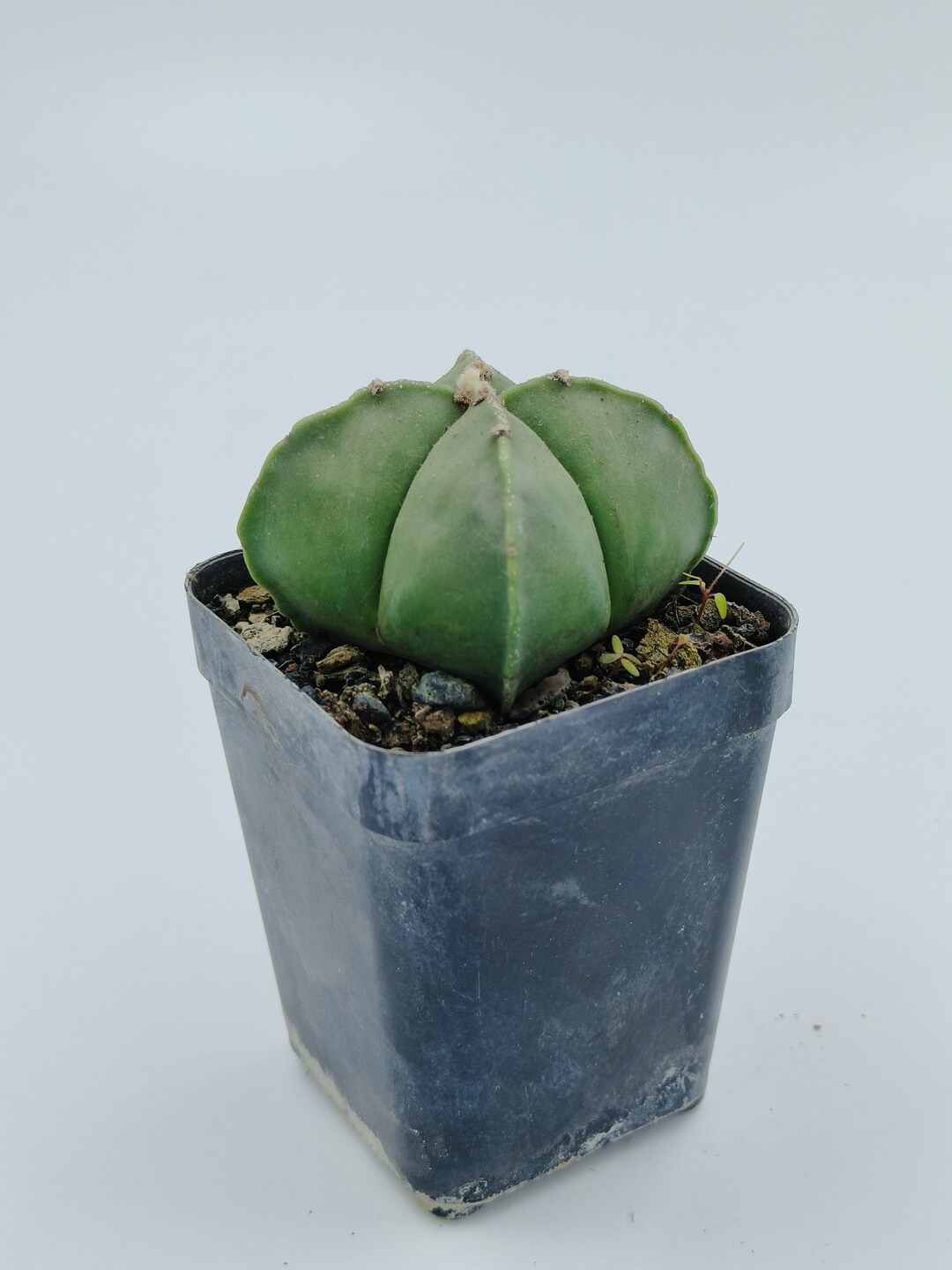 

Studio Seed Indoor Astrophytum Myriostigma var. Quadricostatum Live Plant, Green