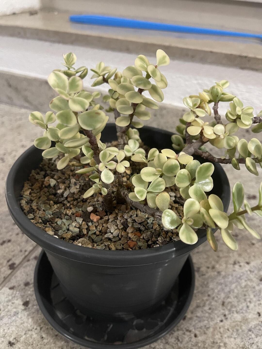 

Studio Seed Portulacaria Afra Variegated Rainbow Elephant Bush Live Plant, Green