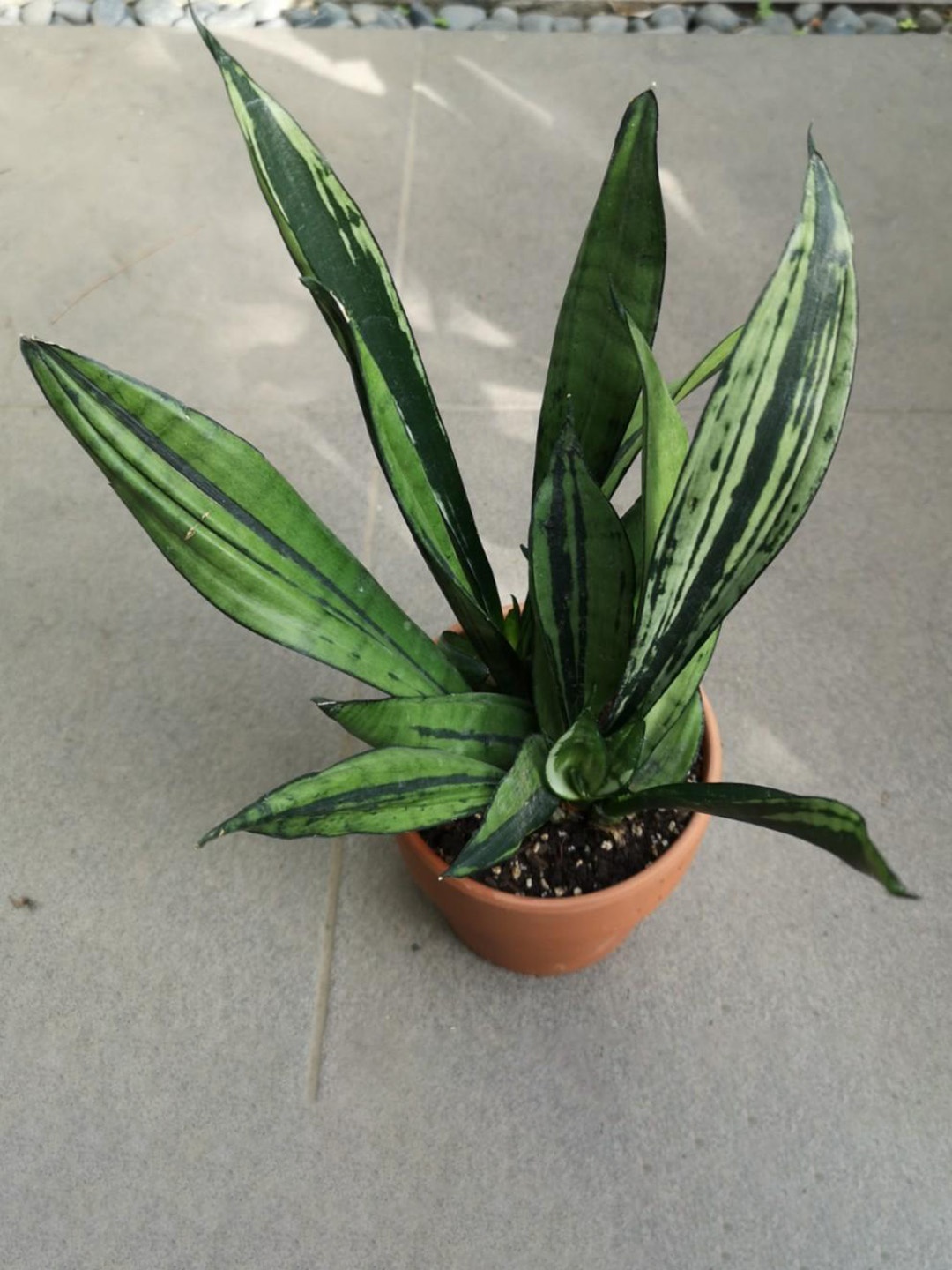 

Studio Seed Outdoor Sansevieria Brazillian Moonshine Live Plant, Green