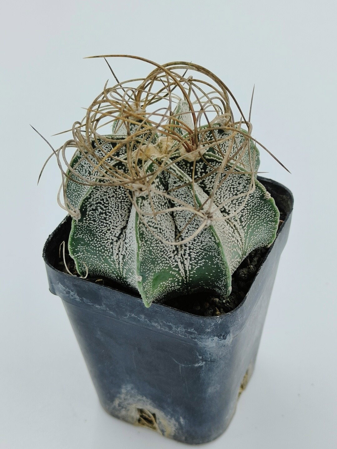 

Studio Seed Indoor Astrophytum Capricorn Rare Live Plants, Green