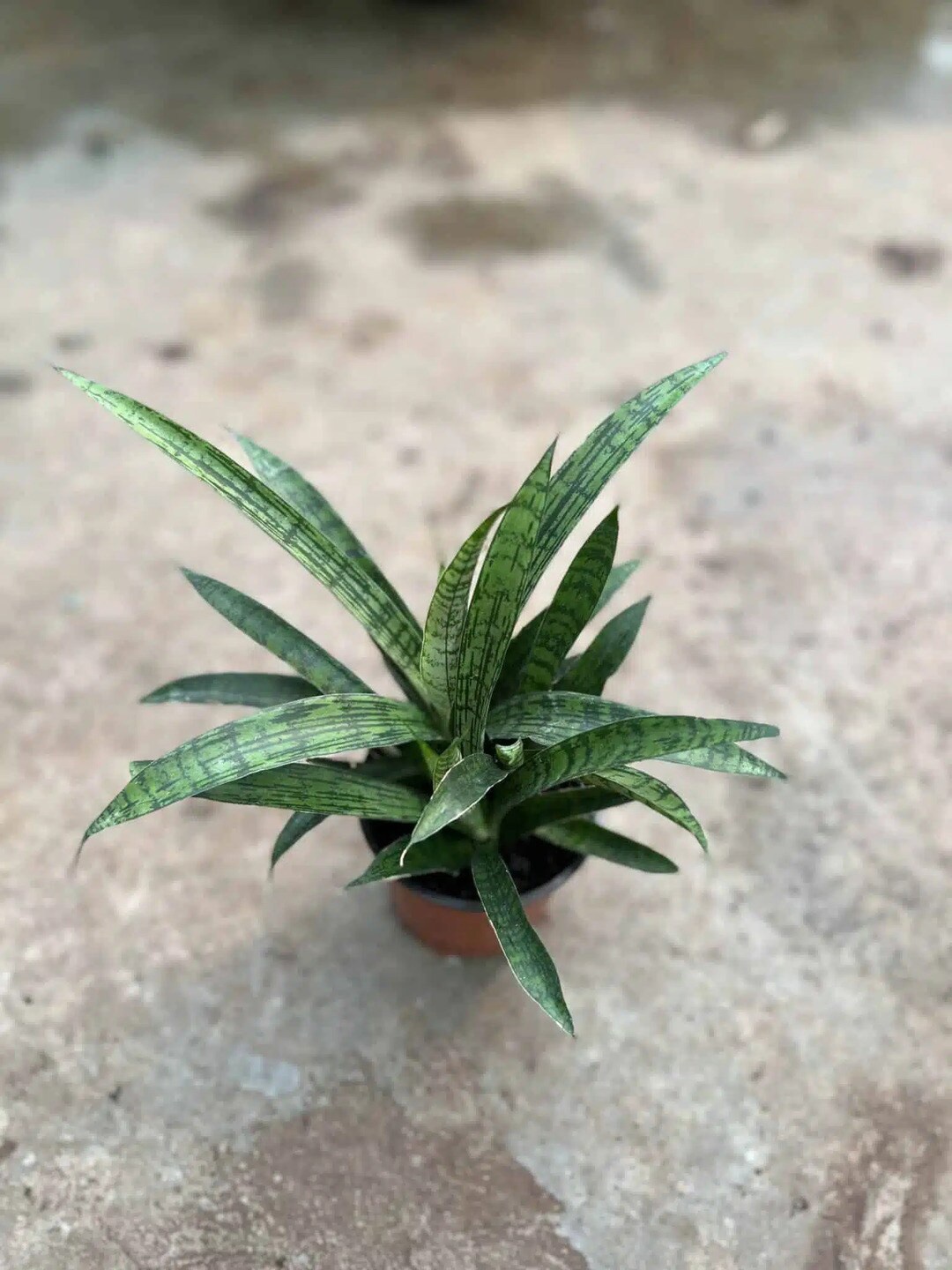 

Studio Seed Sansevieria Lilliput Live Plant, Green