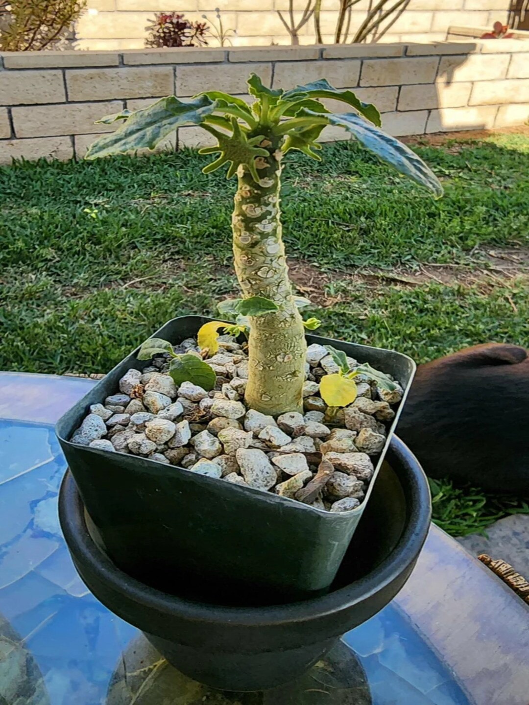 

Studio Seed Dorstenia Foetida Somalensis Live Plant, Green