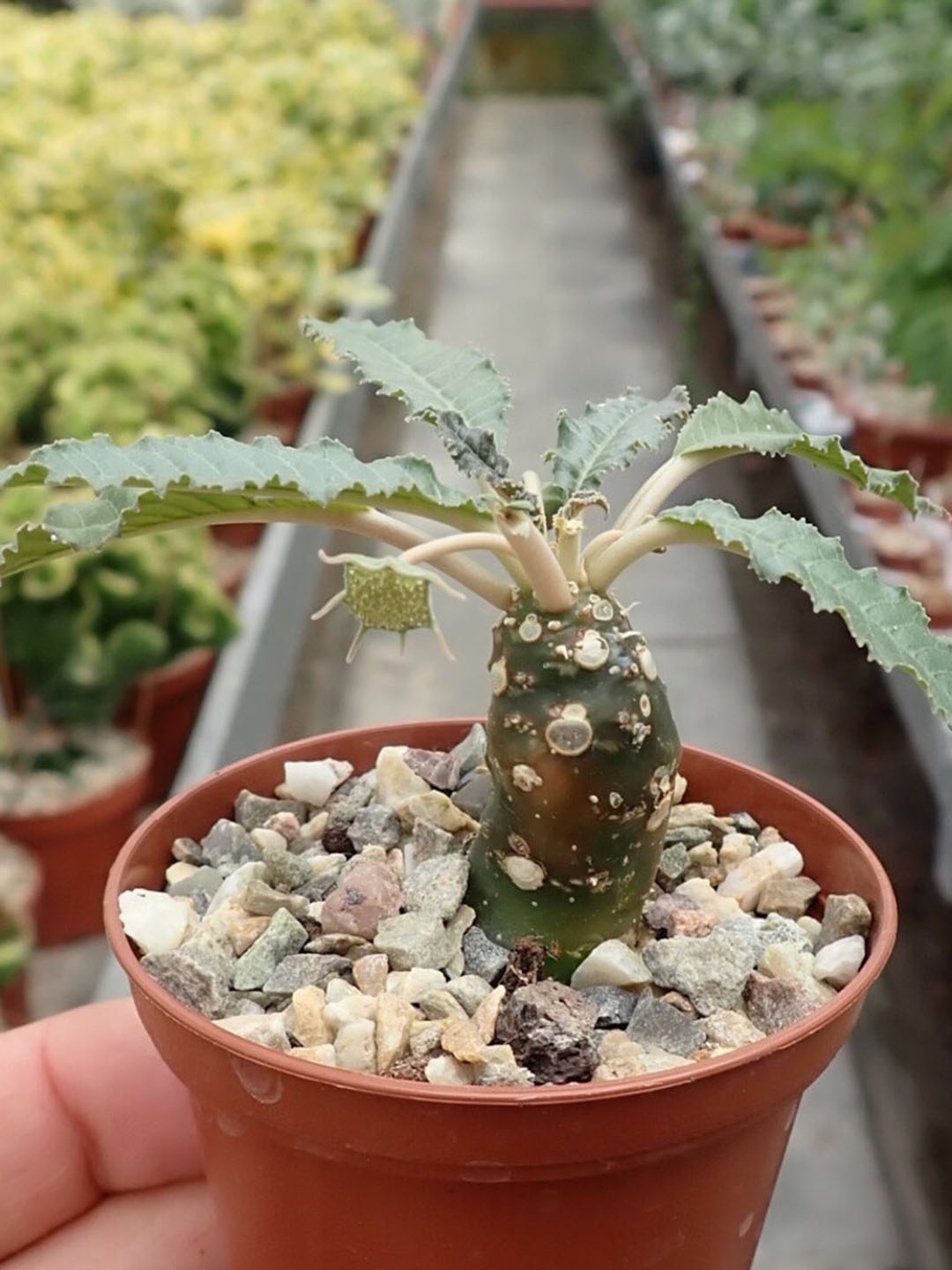 

Studio Seed Dorstenia Feotida Live Plant, Green