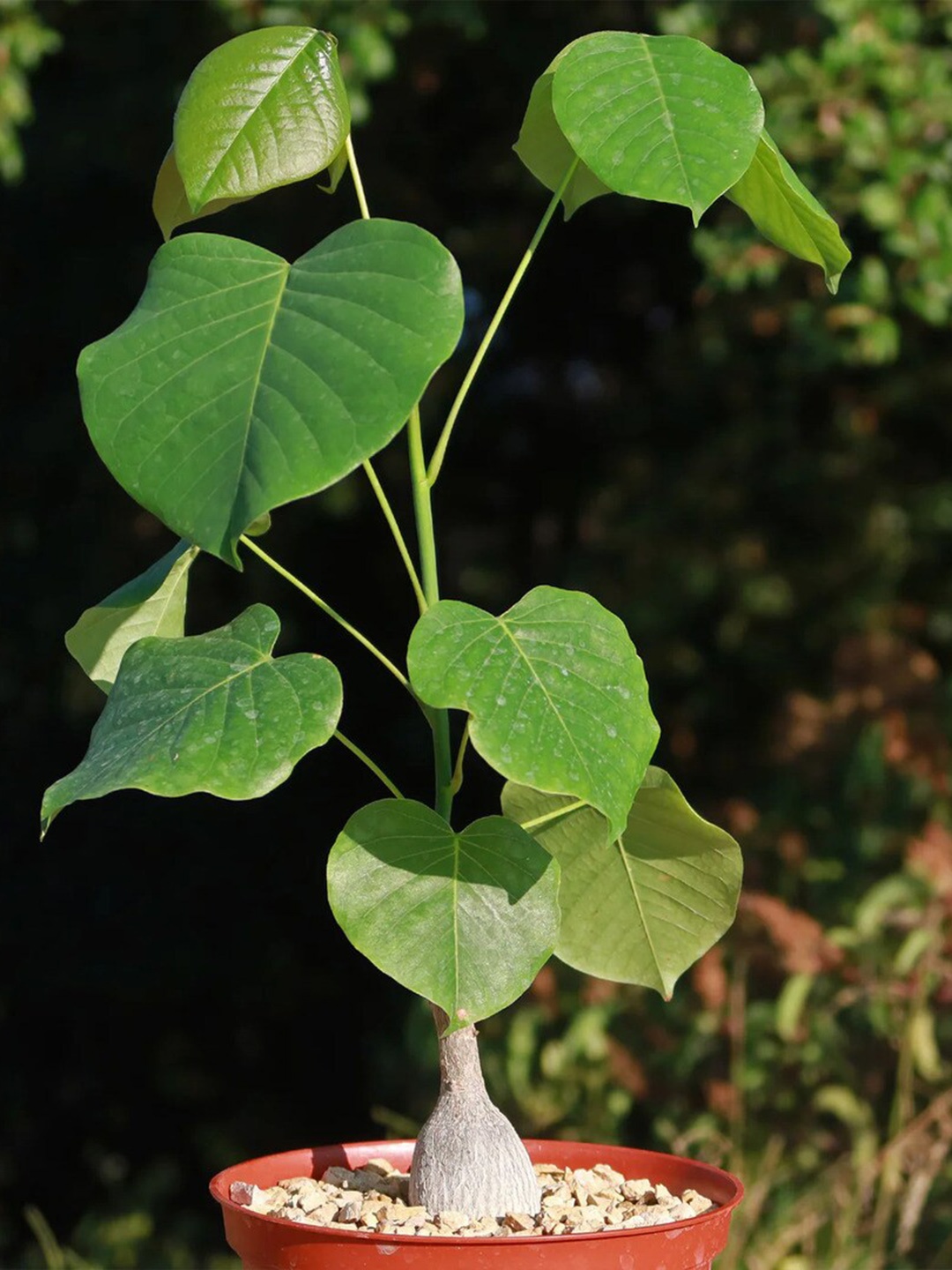 

Studio Seed PsudeoBombax Elipticum Live Plant, Green