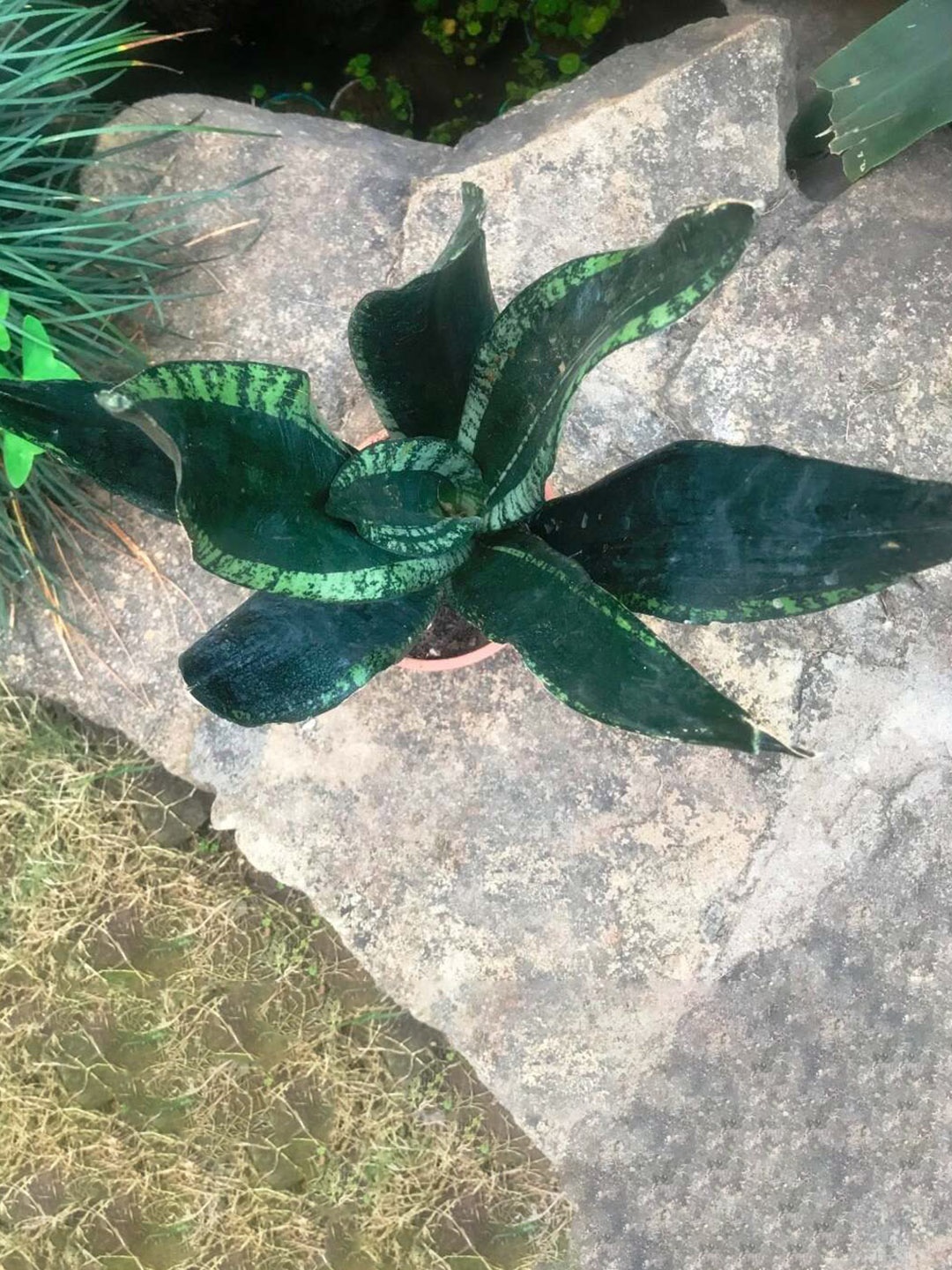 

Studio Seed Outdoor Sansevieria Whitney Live Plant, Green