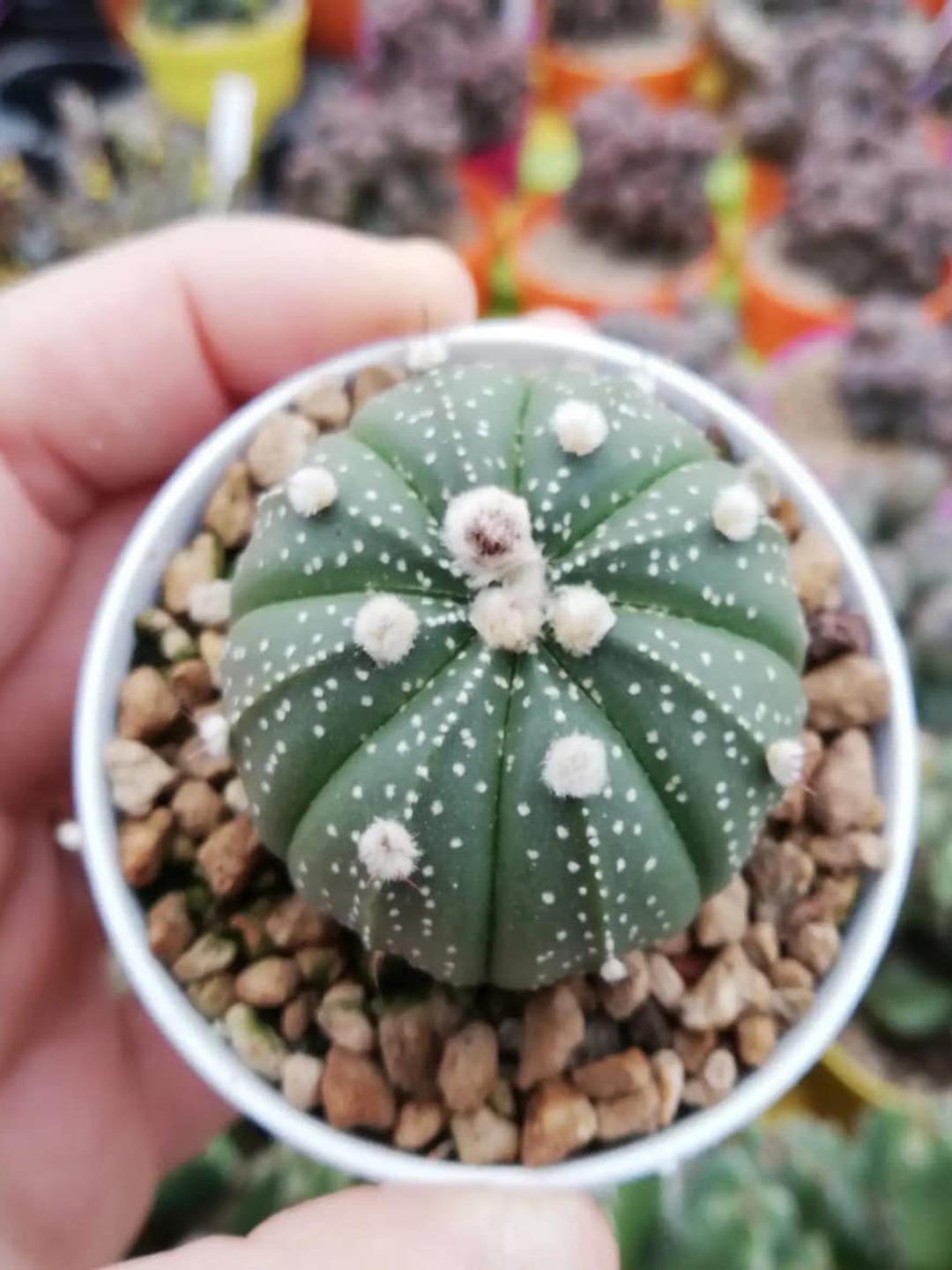 

Studio Seed Astrophytum Asteria Live Plant, Green