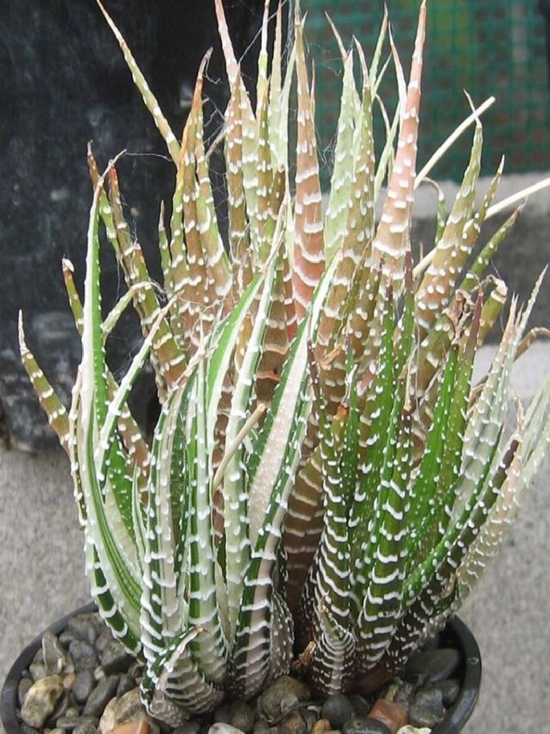 

Studio Seed Outdoor Haworthia Attenuata Variegated Live Plant, Green