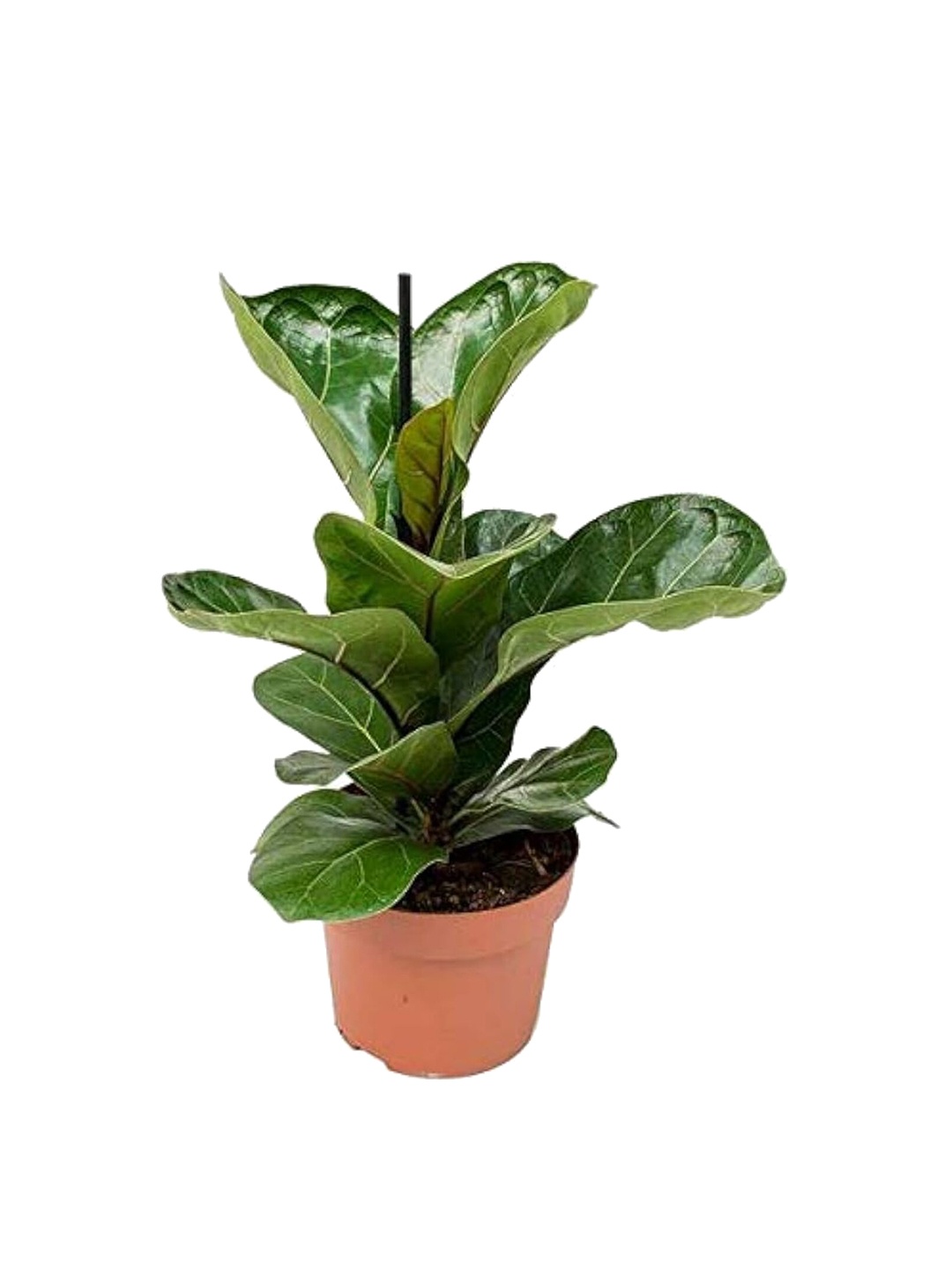 

Studio Seed Outdoor Ficus Lyrata Bambino Dwarf Fiddle Leaf Fig Live plant, Green