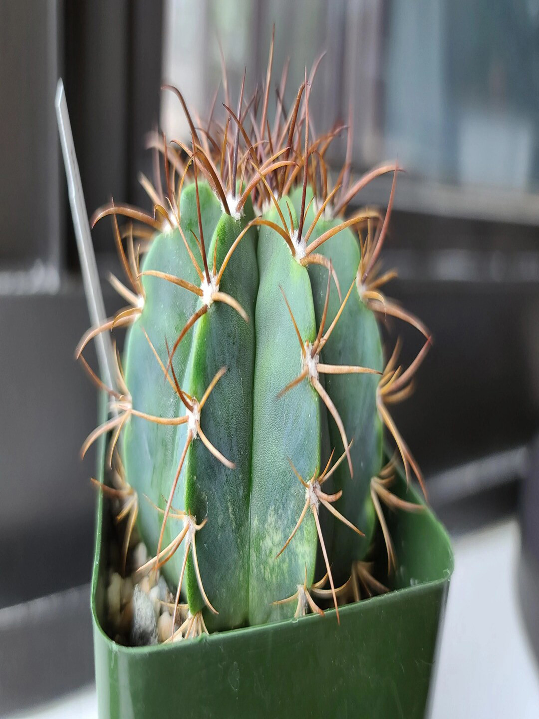 

Studio Seed Outdoor Melocactus Concinnus Cactus Live Plant, Green