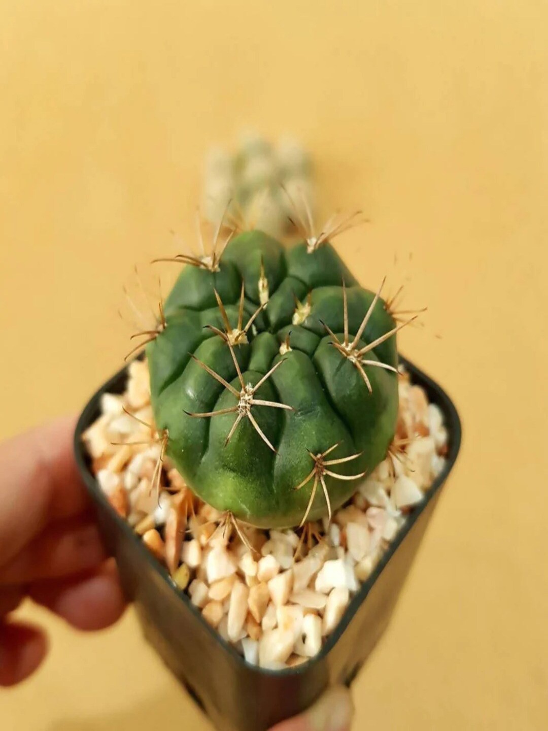 

Studio Seed Outdoor Gymnocalycium Damsii Live Plant, Green