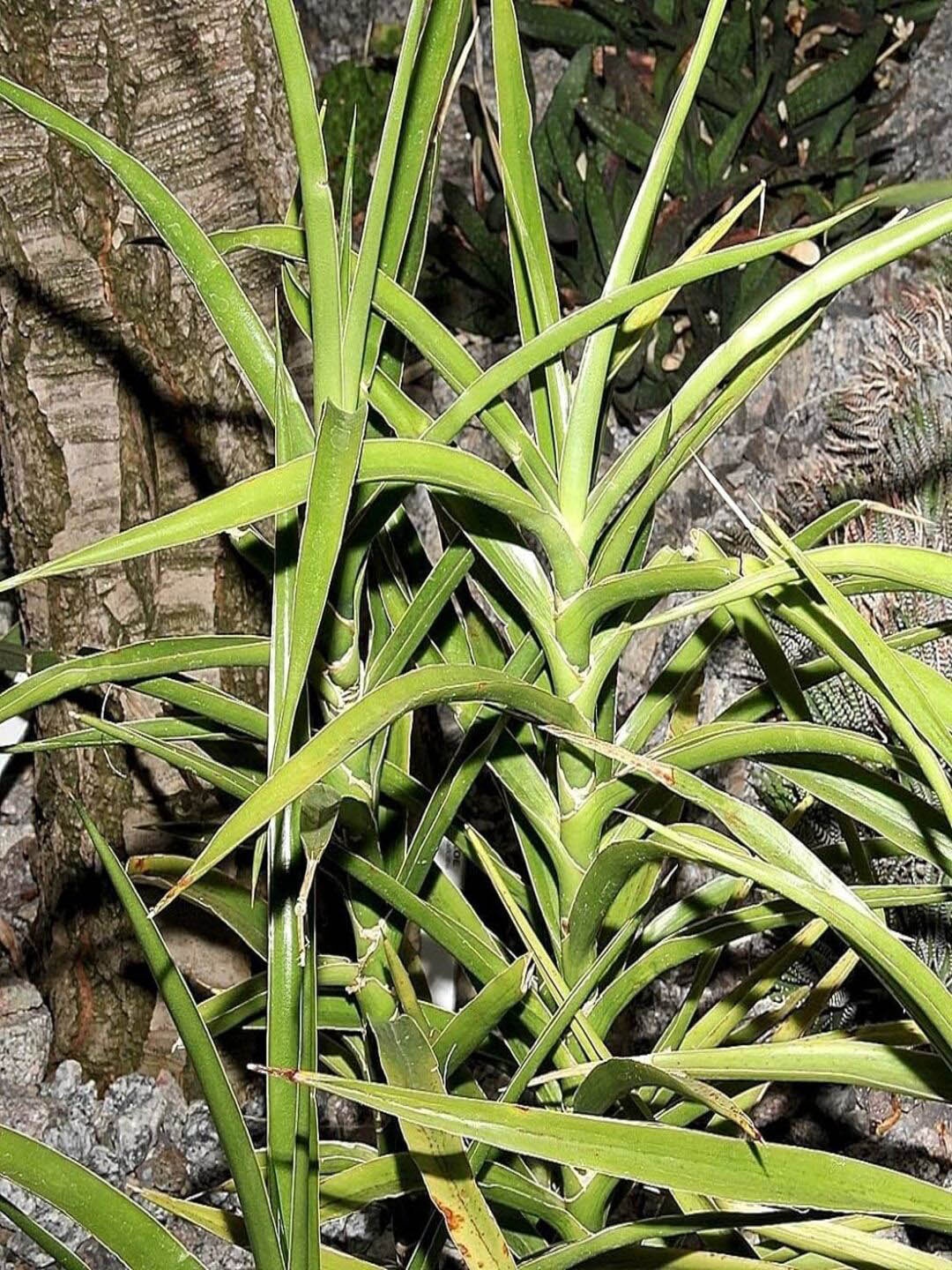 

Studio Seed Dracaena Arborescens AKA Sansevieria Live Plant, Green