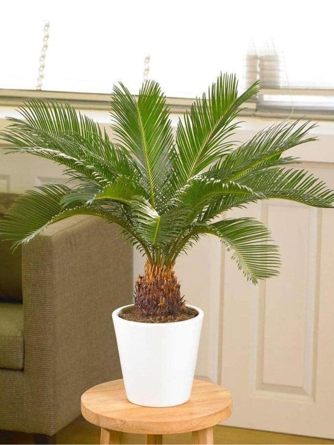 

Studio Seed Green Sago Palm Cycas Revoluta Palm Outdoor Live Plant With Pot