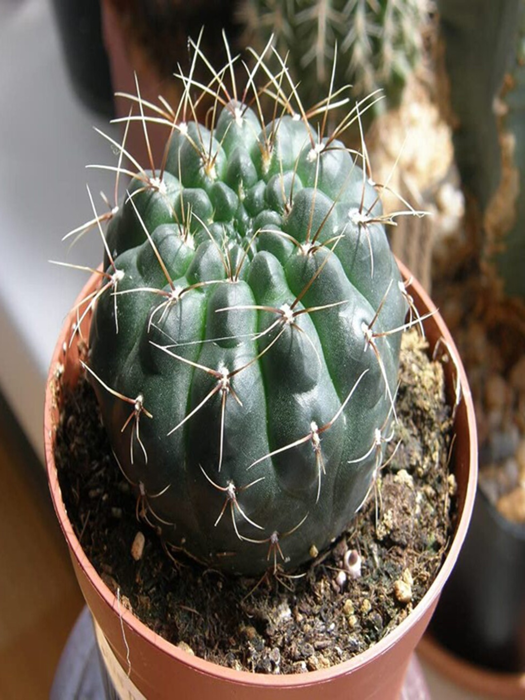 

Studio Seed Indoor Gymnocalycium Gibbossum Black Chin Cactus Live Plant, Green