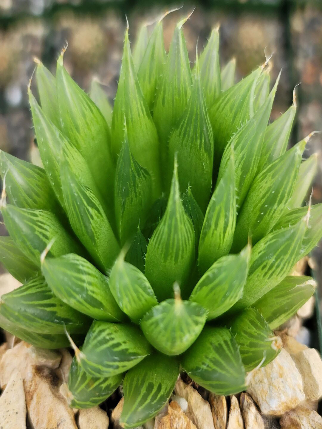 

Studio Seed Outdoor Haworthia Cooperi Var Cooperi Live Plants, Green