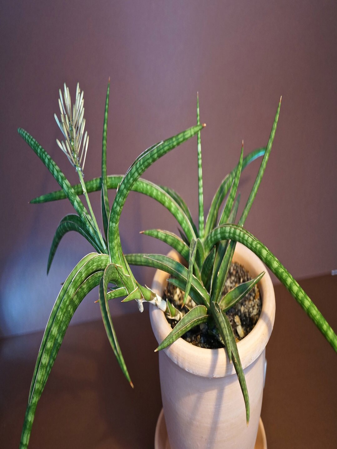 

Studio Seed Walking Sansevieria Aka Pinguicula Compacta Live Plant, Green