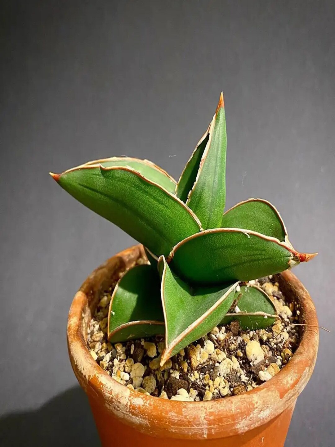 

Studio Seed Indoor Sansevieria Samurai Dwarf Succulent Live Plant, Green