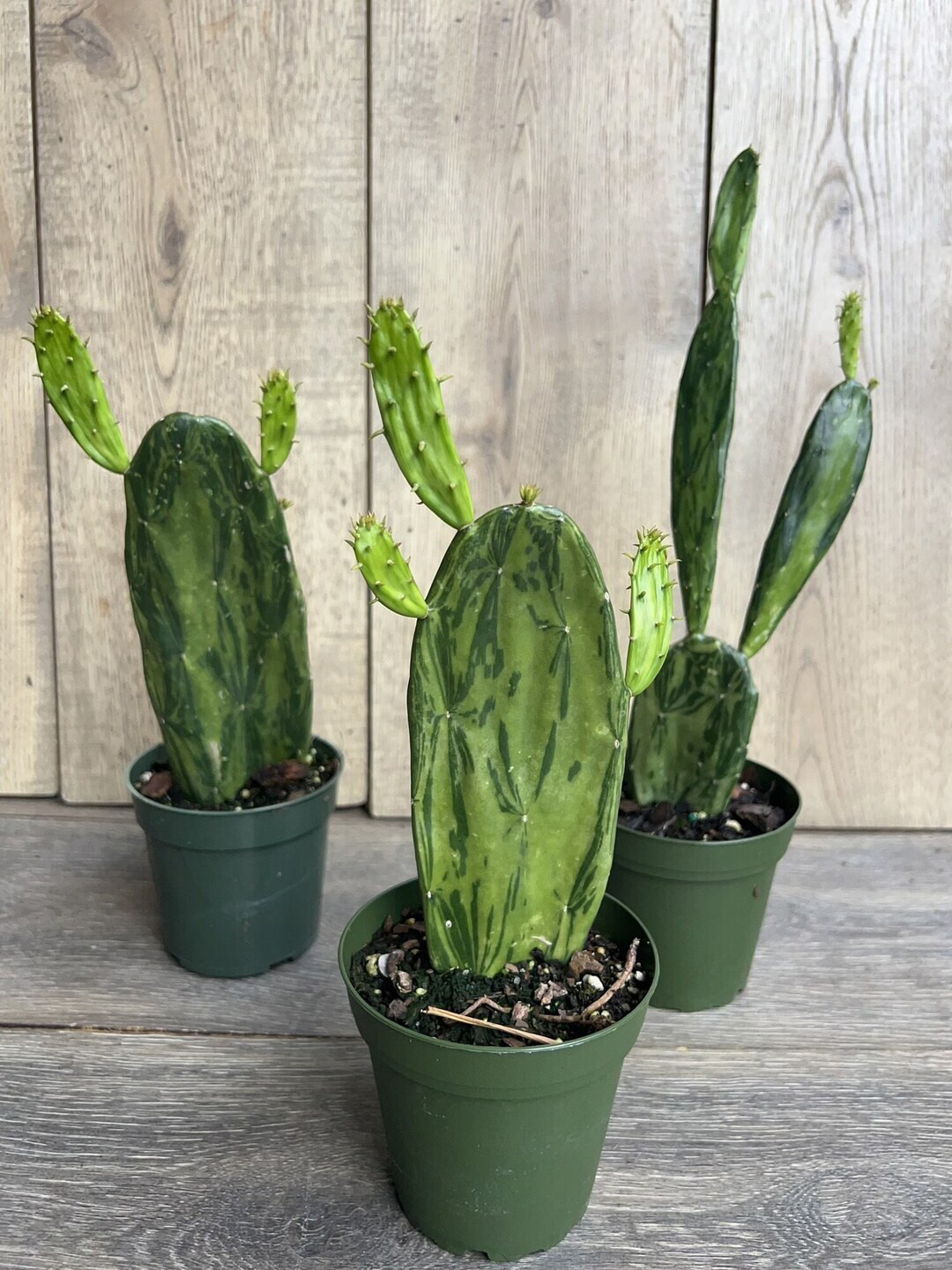

Studio Seed Prickly Pear Variegated Live Plant, Green
