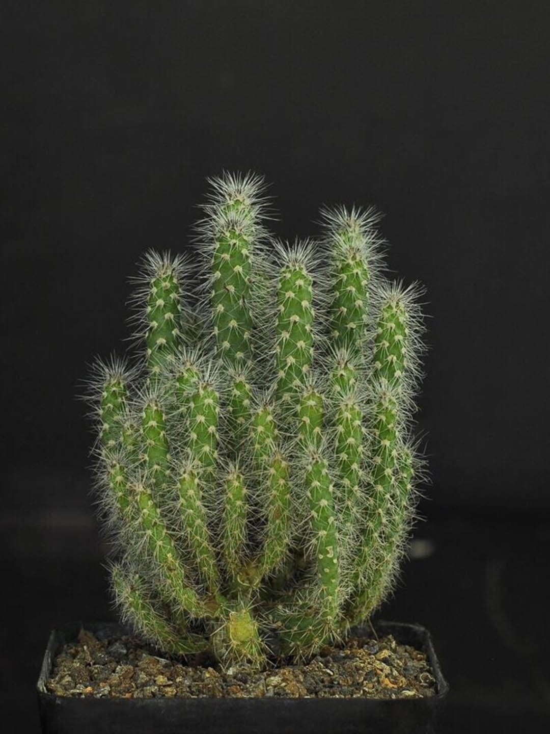 

Studio Seed Cylindropuntia Spinosior Cactus Live Plant, Green