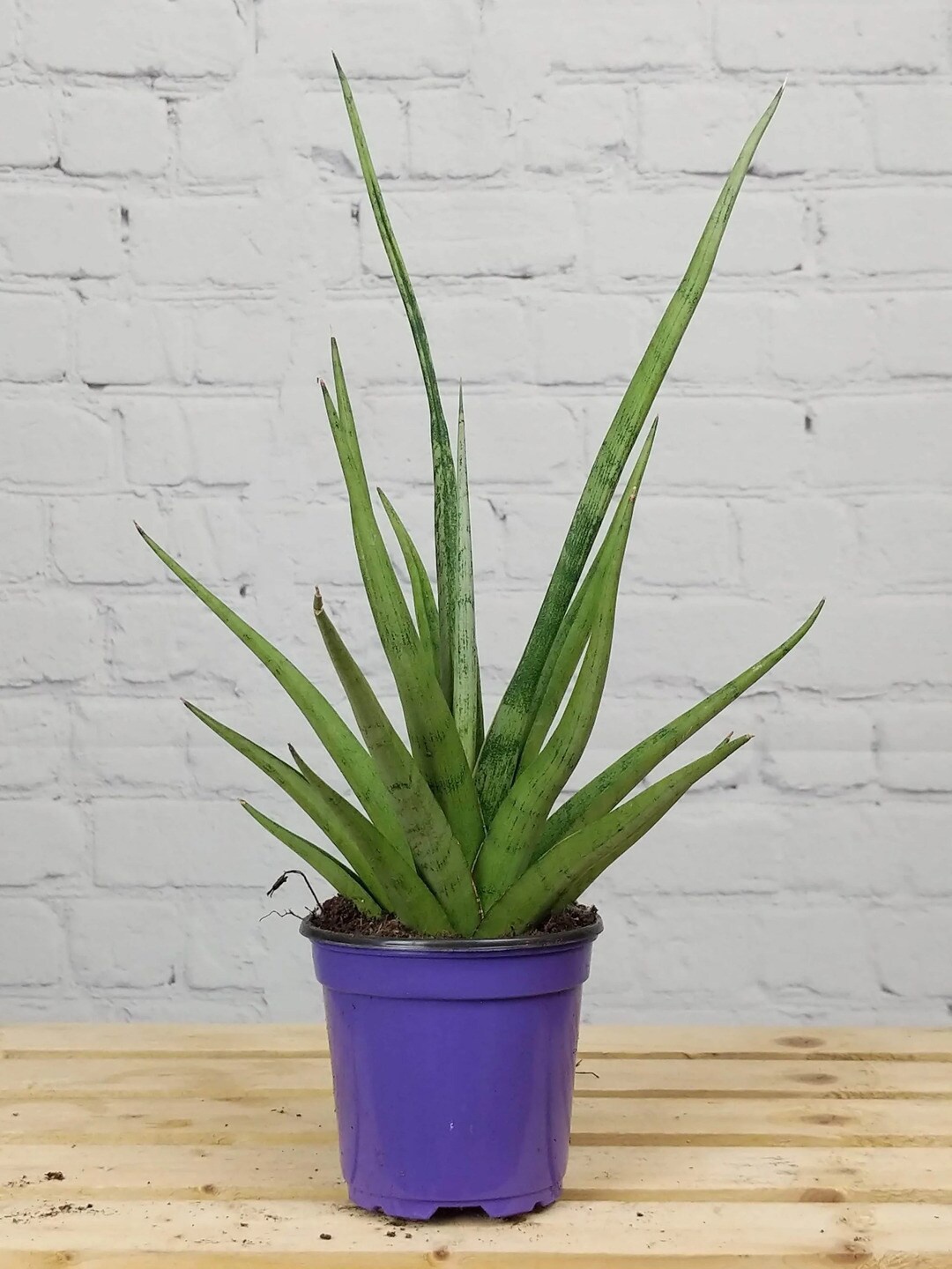 

Studio Seed Sansevieria Tom Gracilis succulent Live Plant, Green