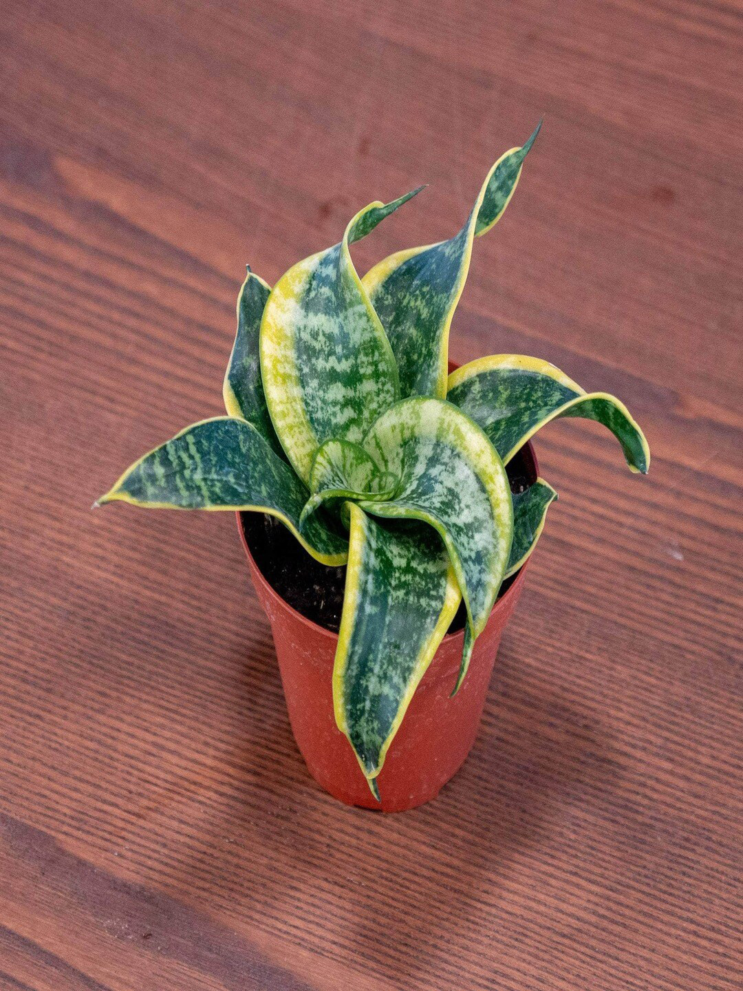

Studio Seed Indoor Sansevieria Tornado Live Plant, Green