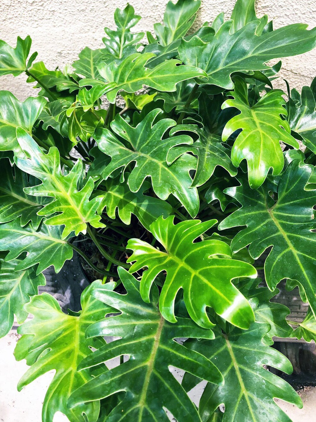 

Studio Seed Xanadu Philodendron Live Plants, Green