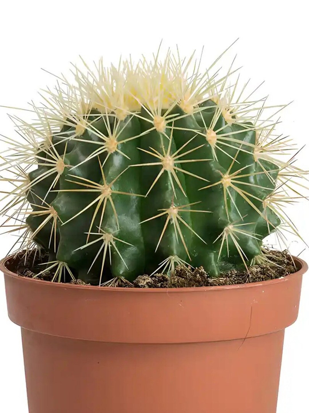 

Studio Seed Echinocactus Grusonii Live Plant, Green