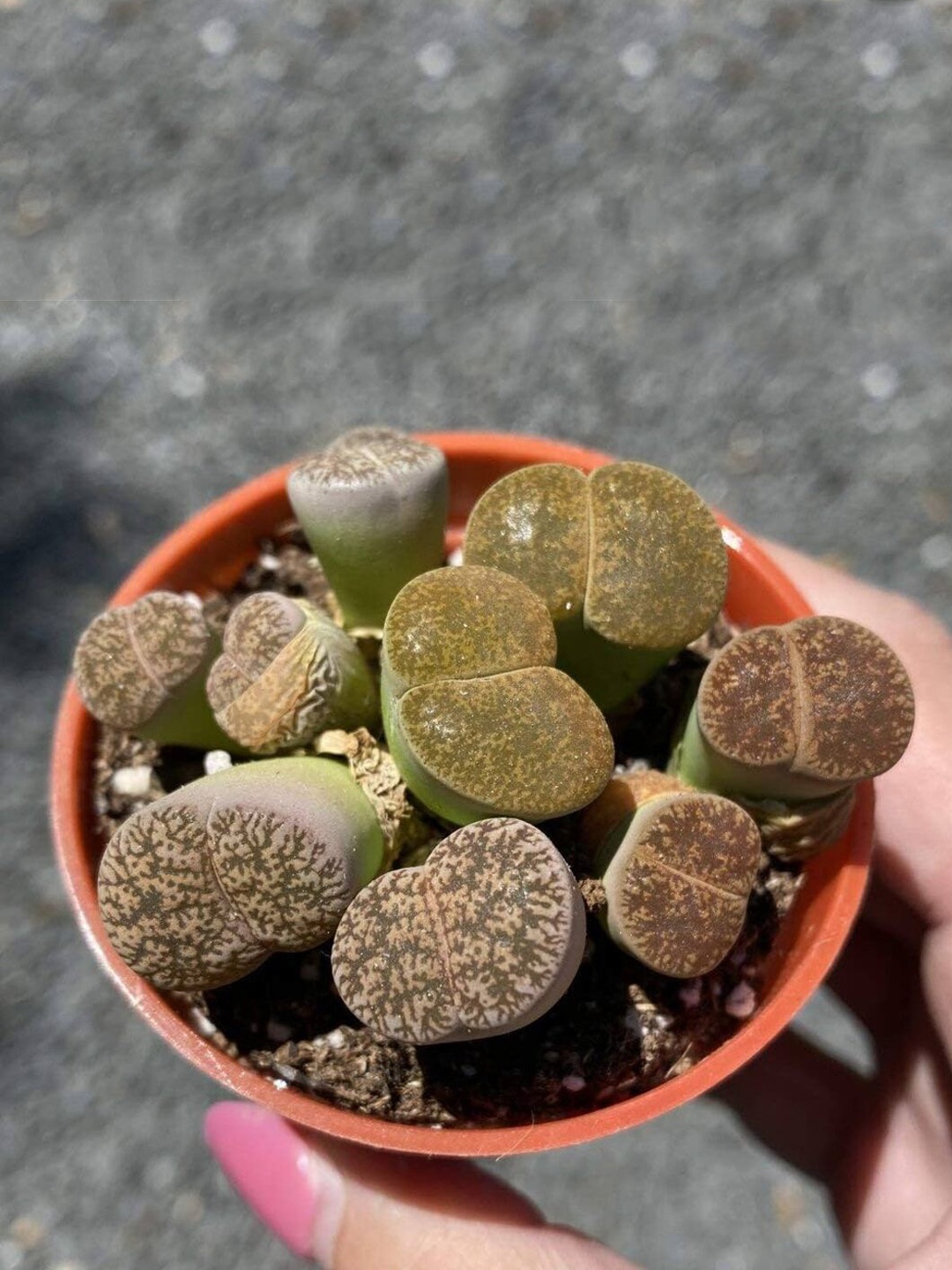 

Studio Seed 5 Pieces Lithops Live Plants, Green
