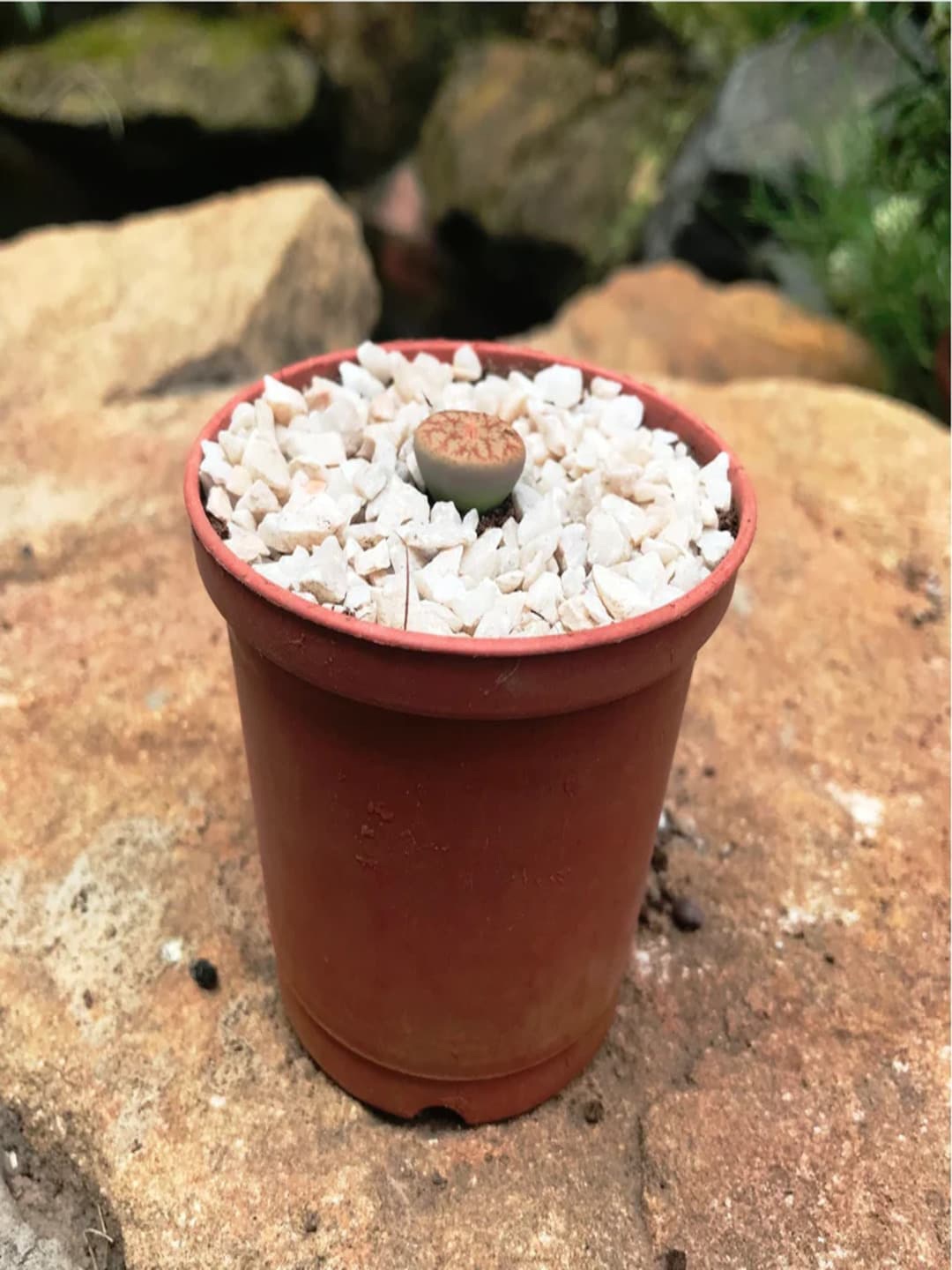

Studio Seed Lithops Living Stone Plant, Green