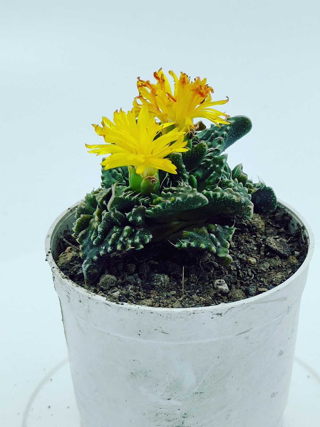 

Studio Seed Faucaria Tigrina Tiger Jaws Live Plant, Green