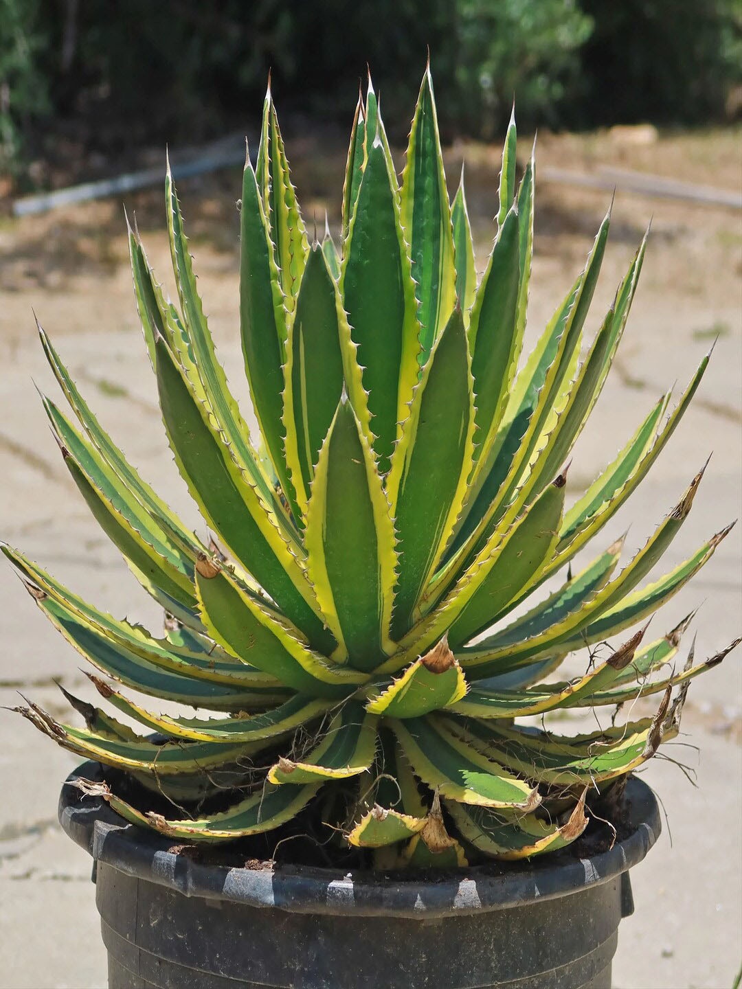 

Studio Seed Agave Lophantha Quadricolor Live Plant, Green