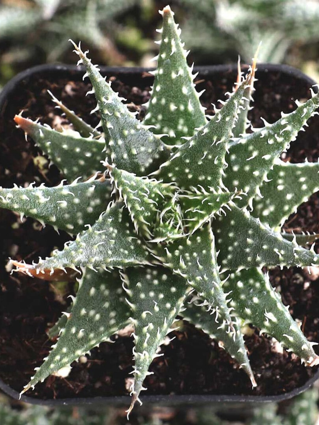 

Studio Seed Aloe Hybrid Descoingsii X Hawarthioides Live Plant, Green