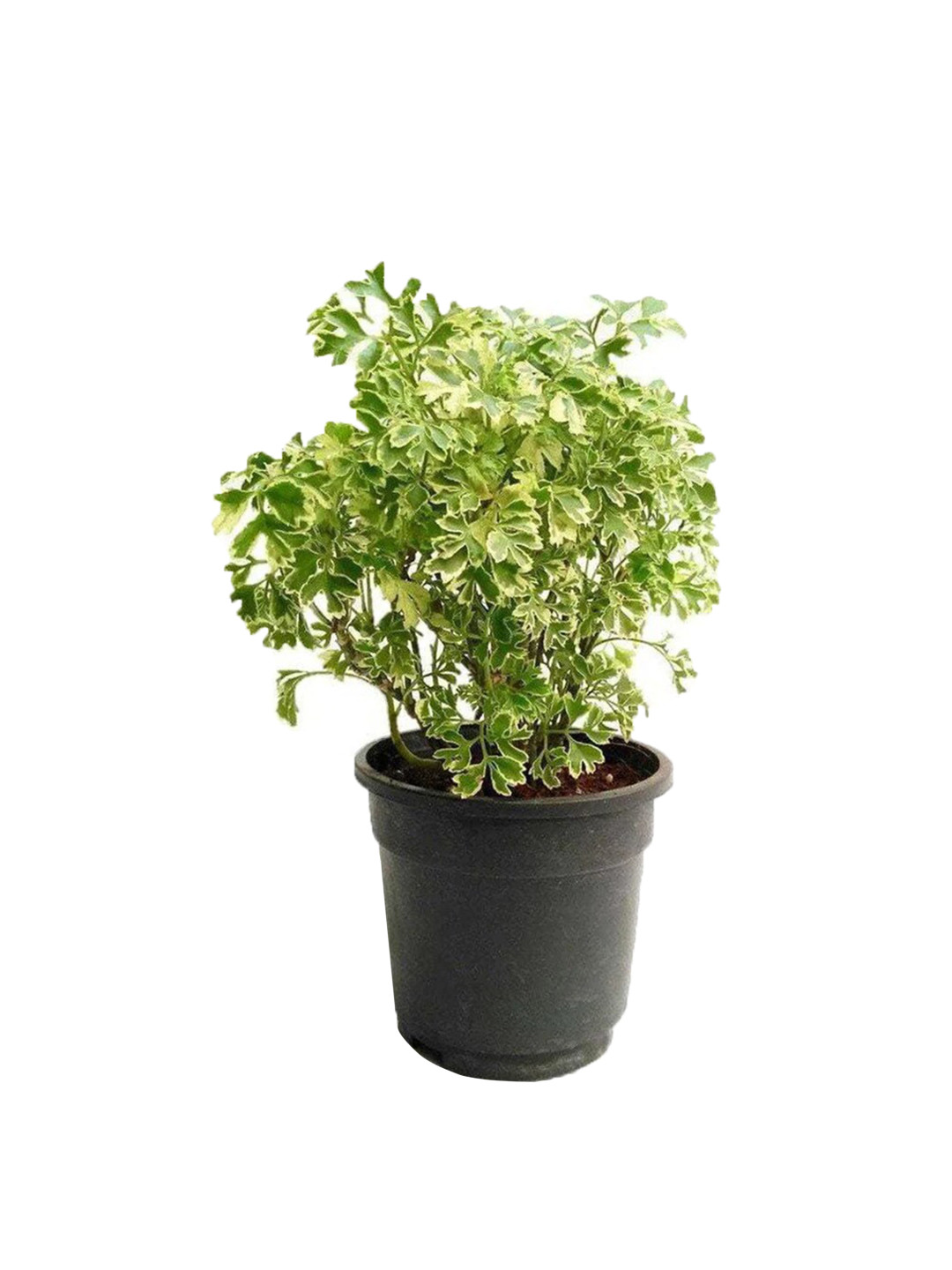 

Studio Seed Aralia Variegated Live Plant, Green