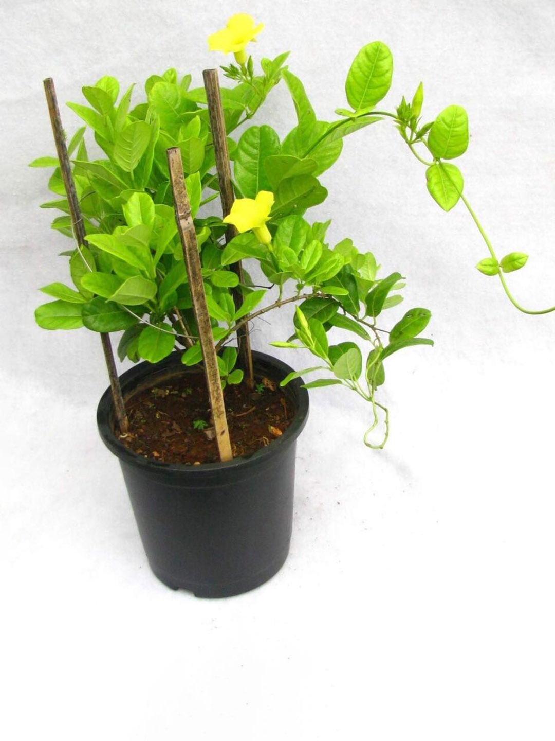 

Studio Seed Allamanda Live Plant, Green
