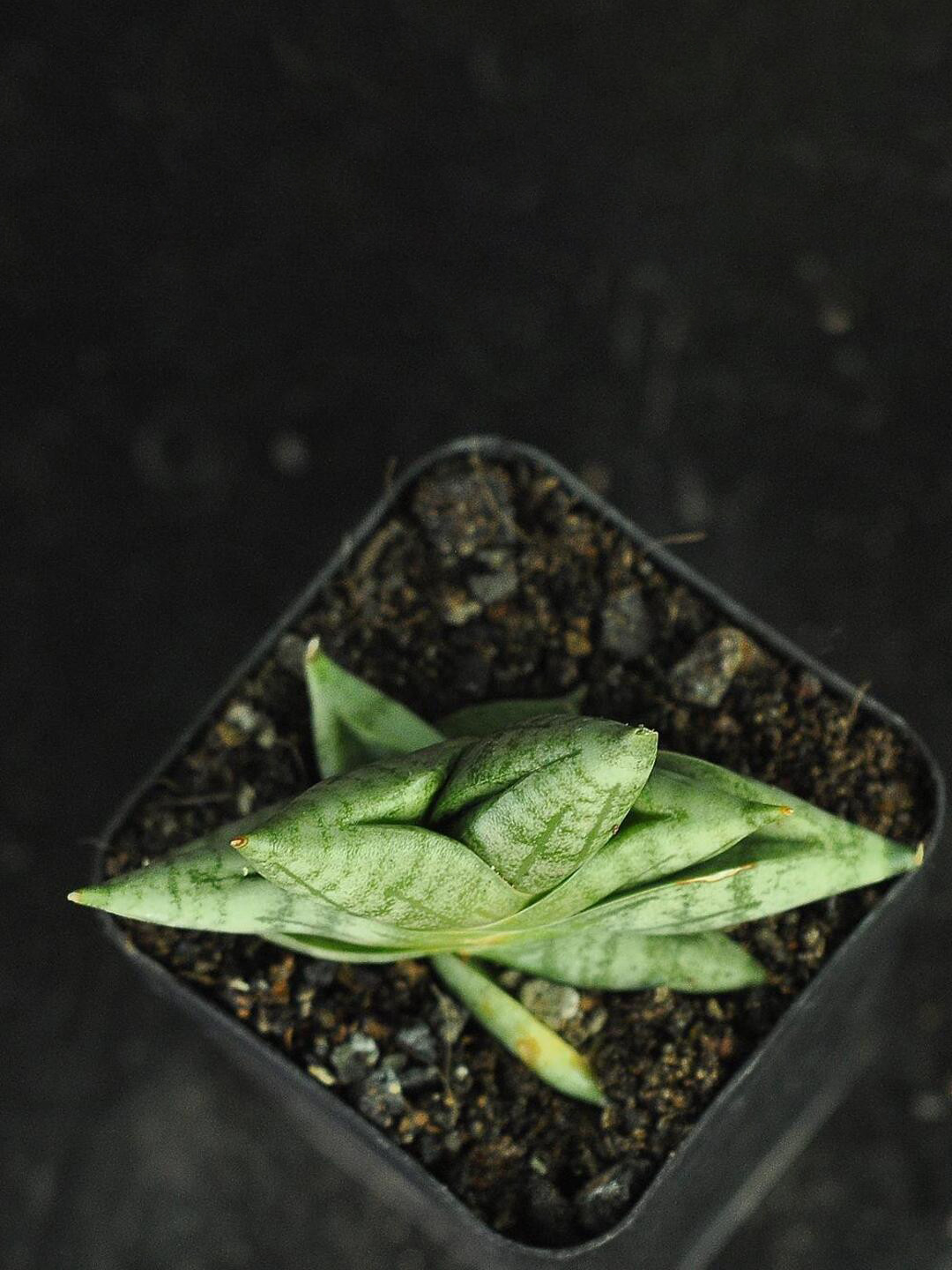 

Studio Seed Outdoor Sansevieria CV Bonji Succulent Live Plant, Green