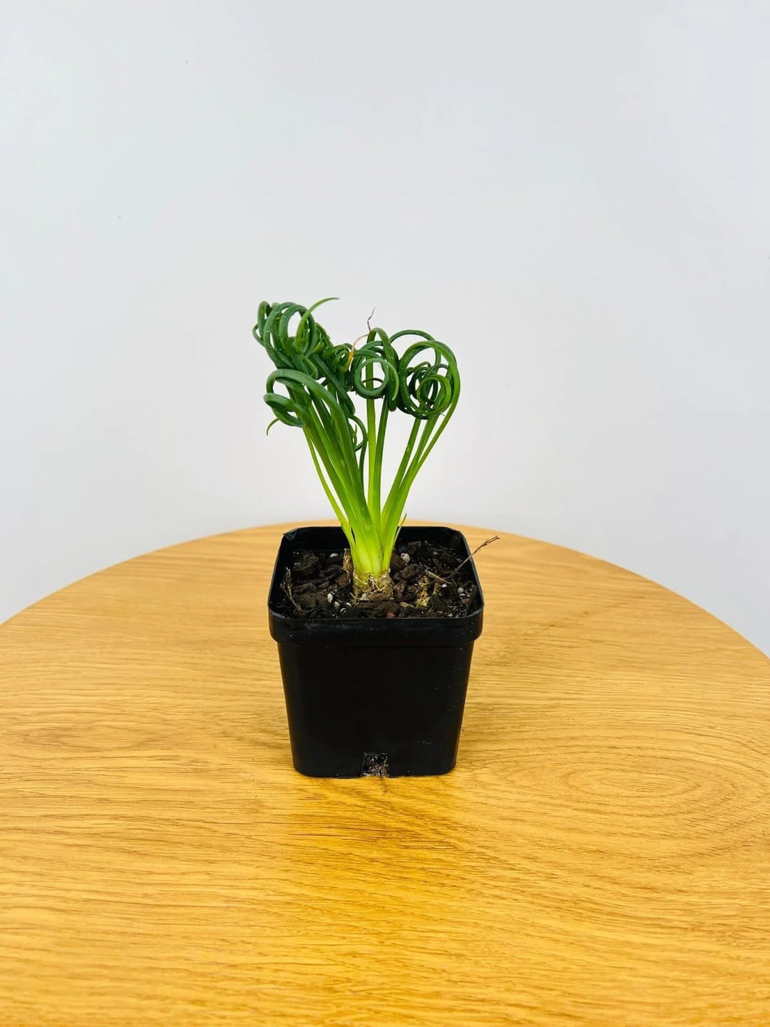 

Studio Seed Albuca Frizzle Sizzle Succulent Live Plant, Green