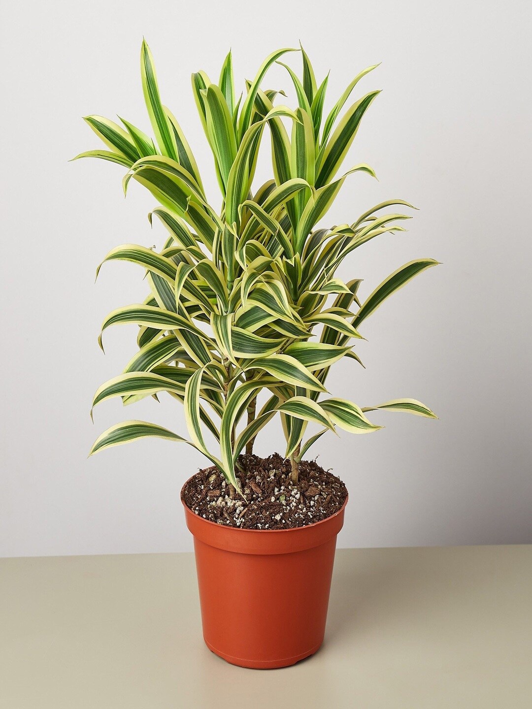 

Studio Seed Outdoor Dracaena Song of India Live Plant, Green