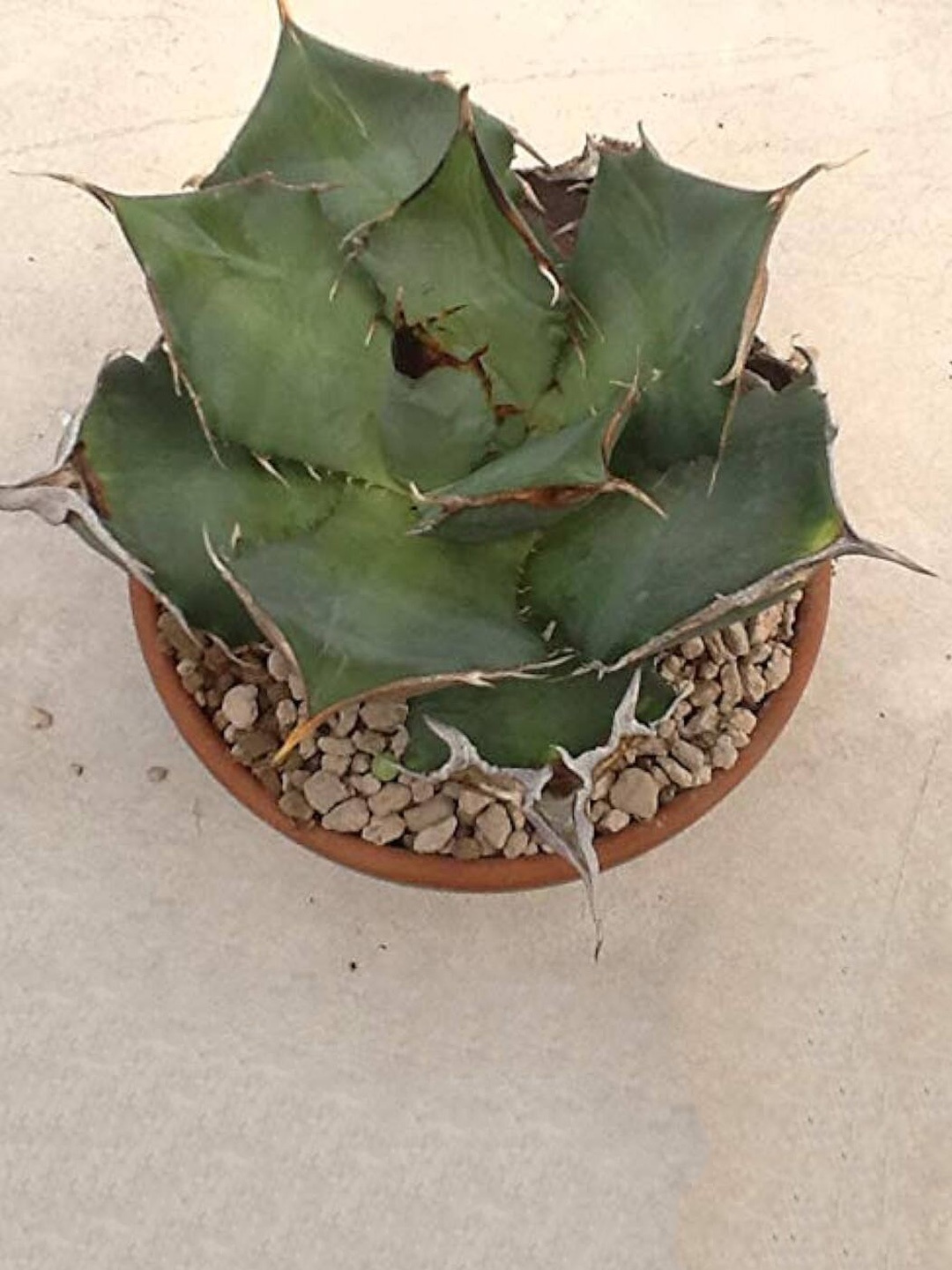 

Studio Seed Agave Titanota Live Plant, Green