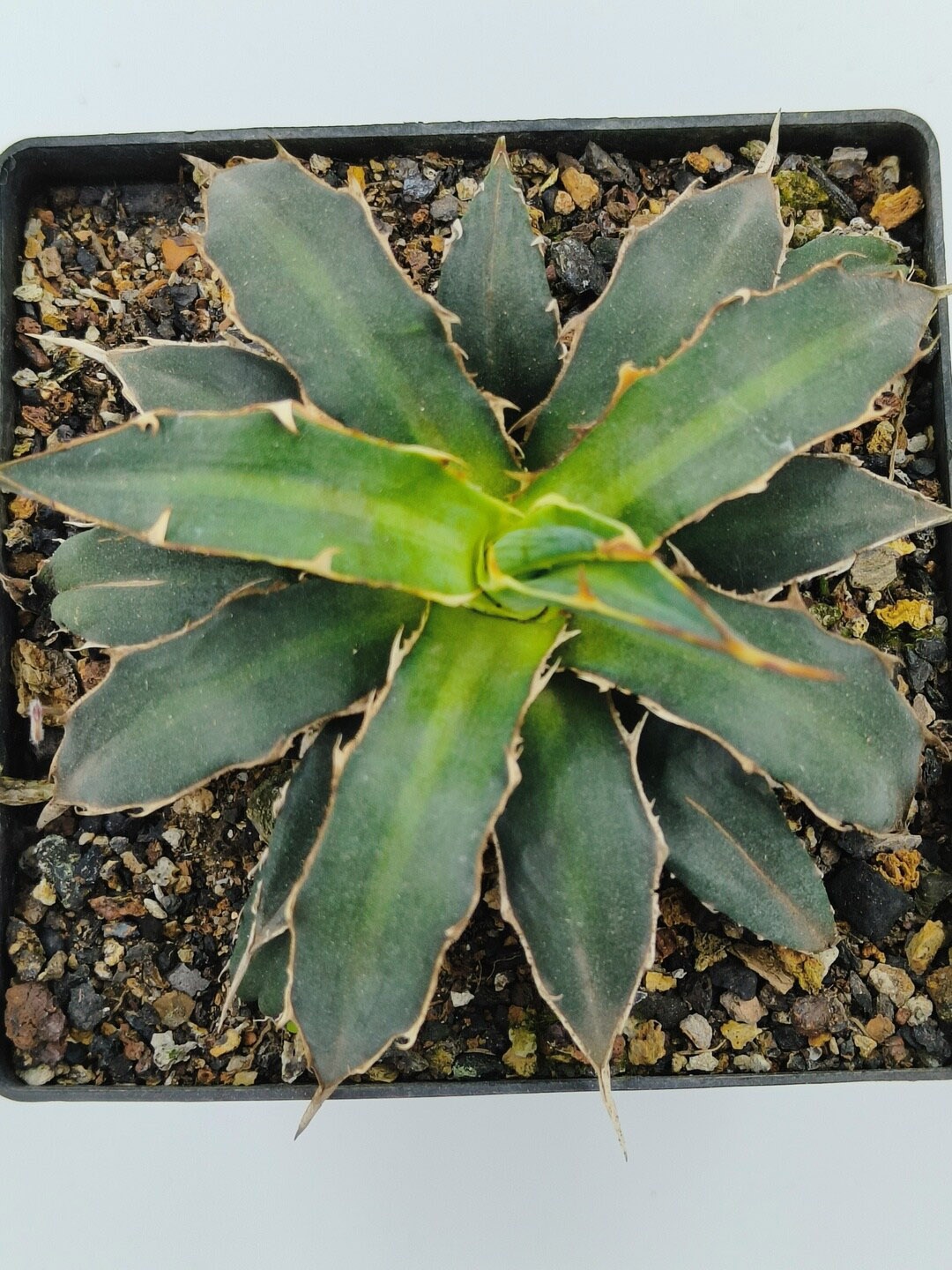 

Studio Seed Outdoor Agave Xylonacantha Live Plant, Green