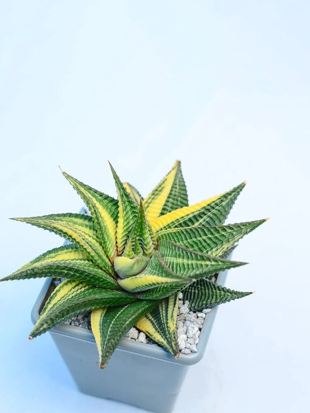 

Studio Seed Haworthia Limifolia Jewel Succulent Fairies Washboard Live Plant, Green