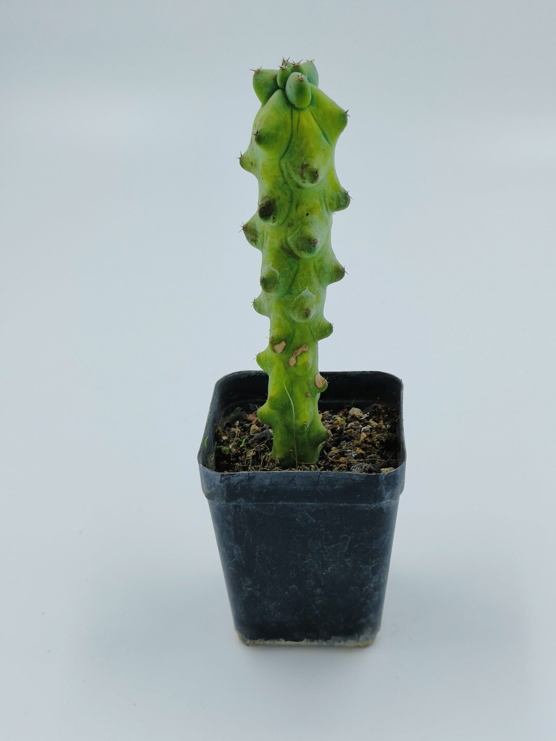 

Studio Seed Boobie Cactus Live Plant, Green