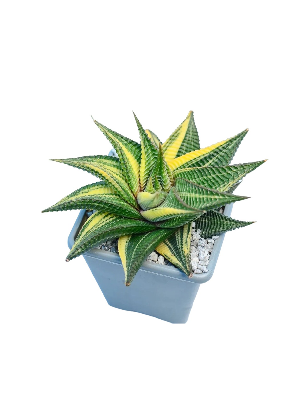 

Studio Seed Haworthia Limifolia Variegated Live Plant, Green