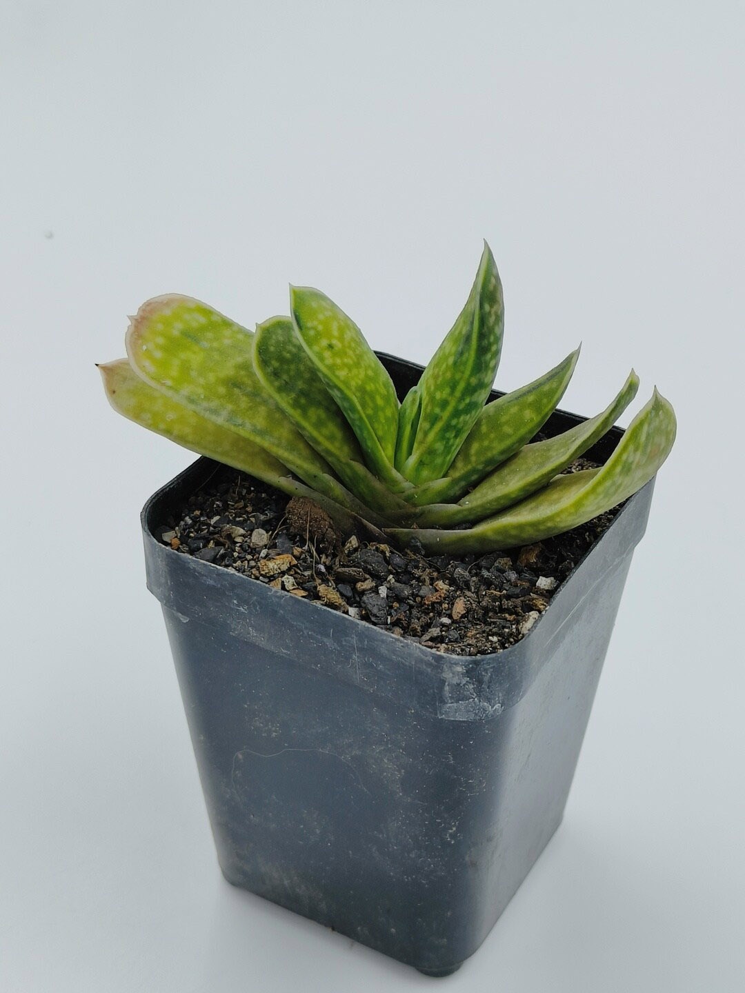 

Studio Seed Gasteria Brachyphylla Var Live Plant, Green