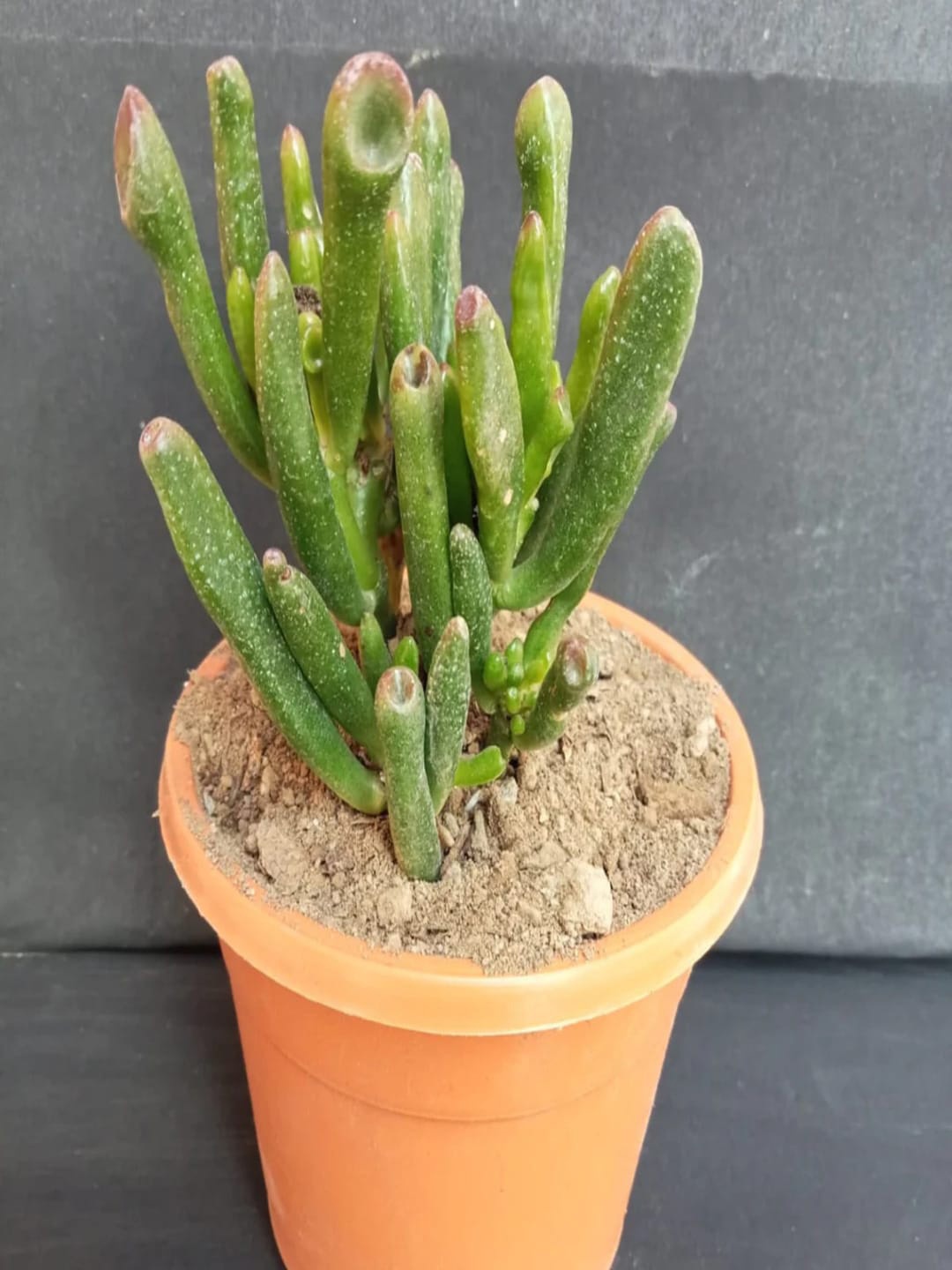 

Studio Seed Crassula Gollum Live Plant, Green