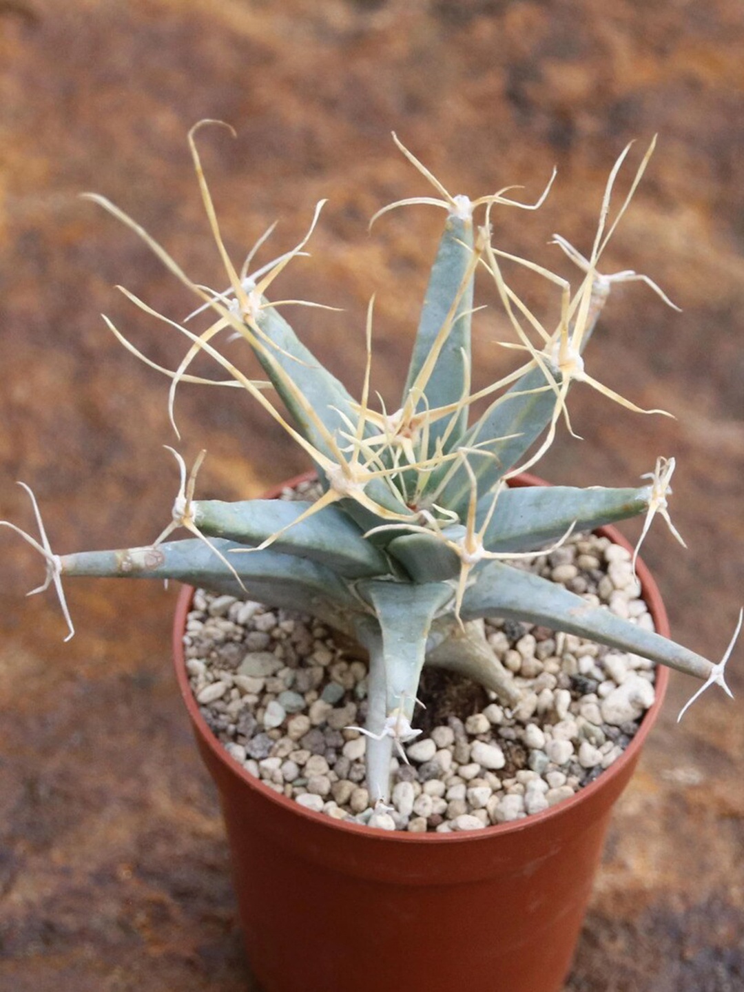 

Studio Seed Leuchtenbergia Principis Live Plant, Green