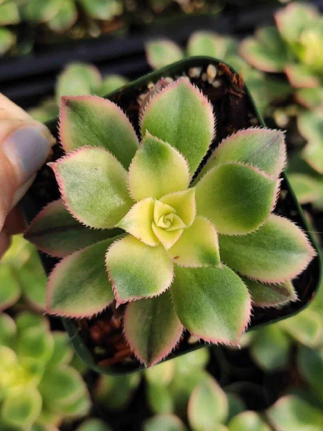 

Studio Seed Aeonium Kiwi Variegated Live Plant, Green