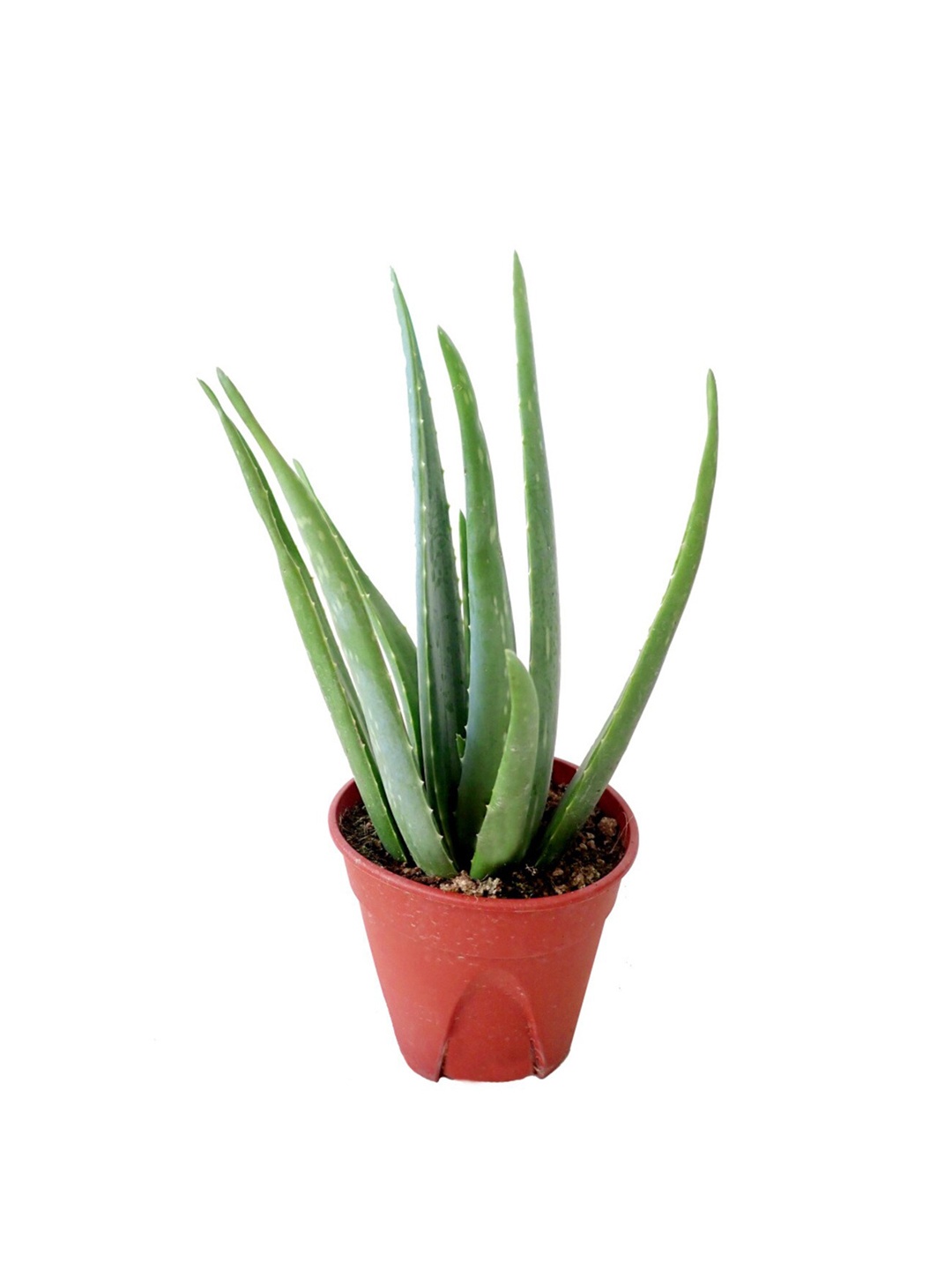 

Studio Seed Outdoor Aloevera Live Plant, Green
