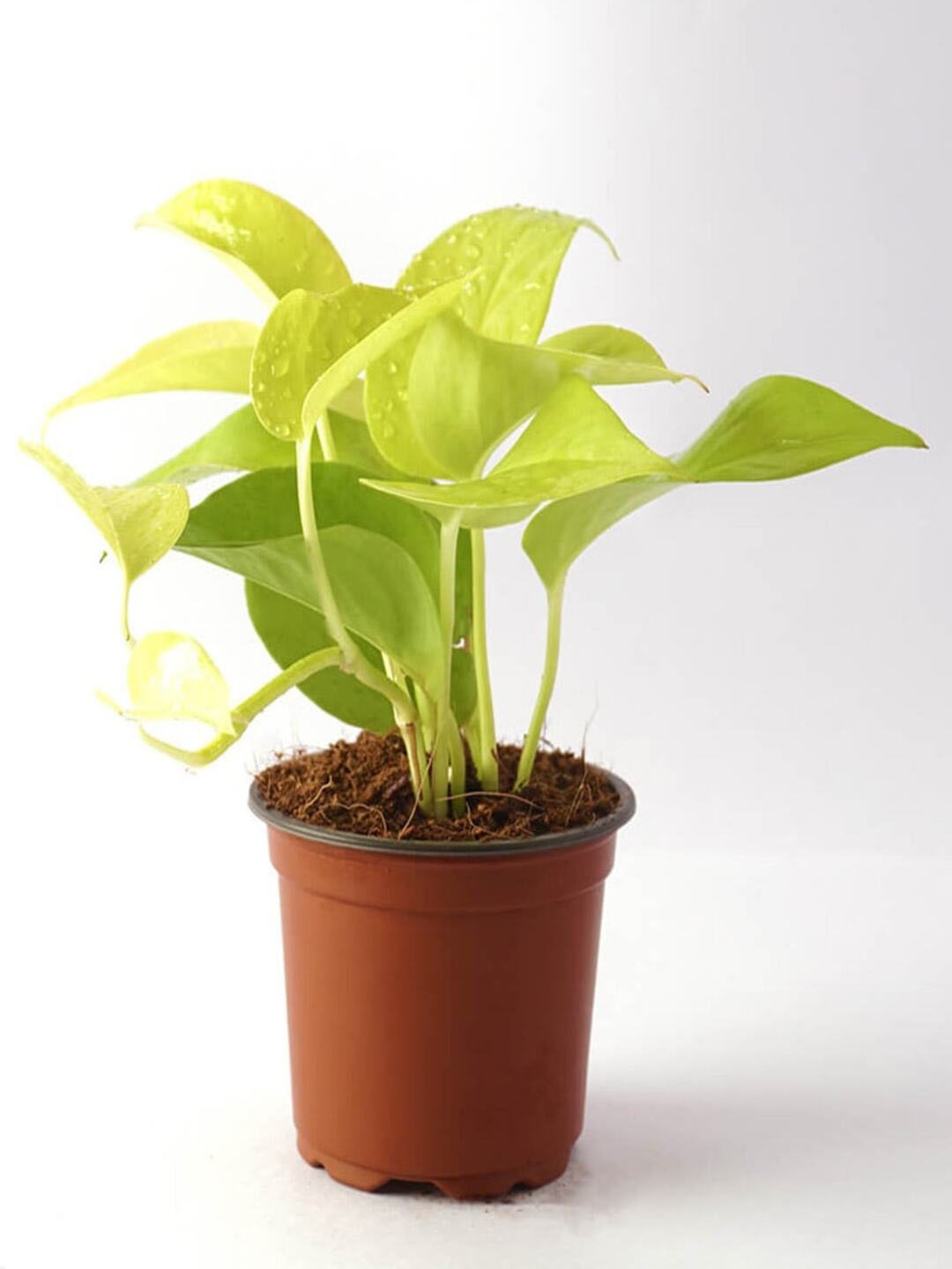 

Studio Seed Indoor Money Live Plants, Green